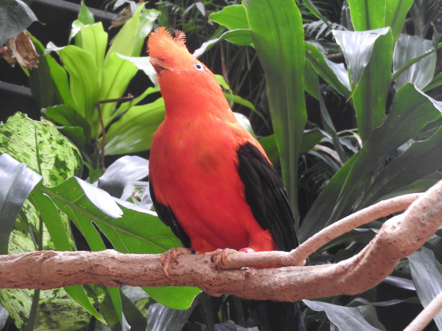Andean Cock-of-the-Rock