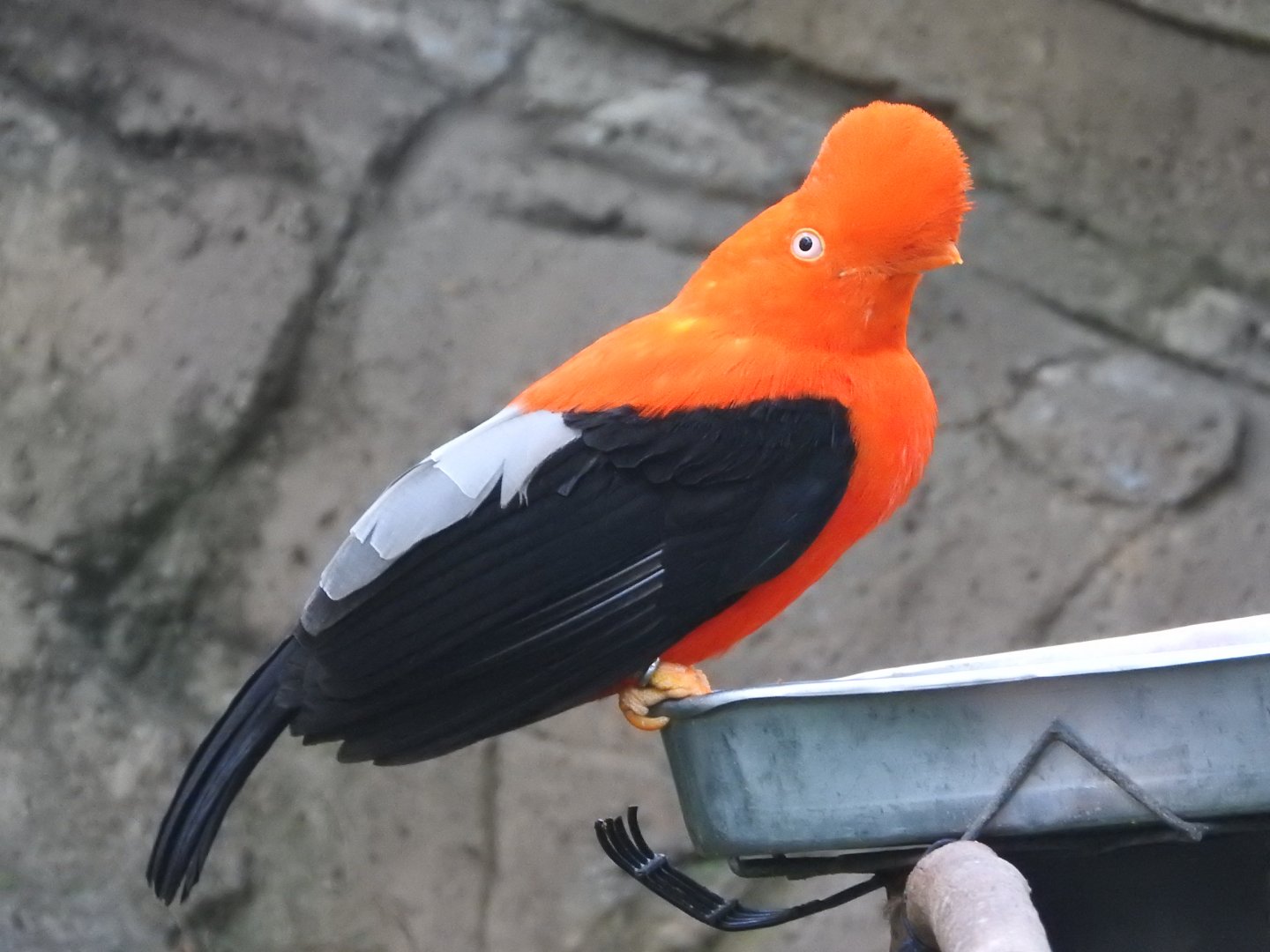 Andean Cock-of-the-Rock