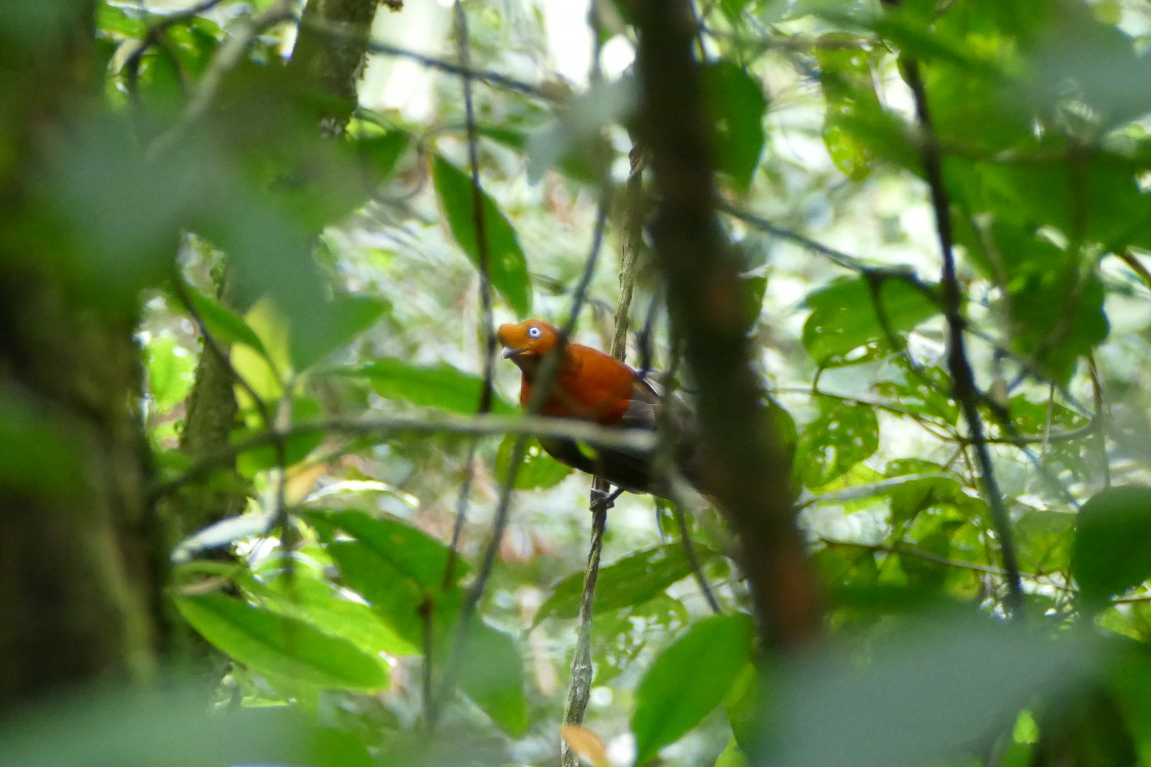 Andean Cock-of-the-rock