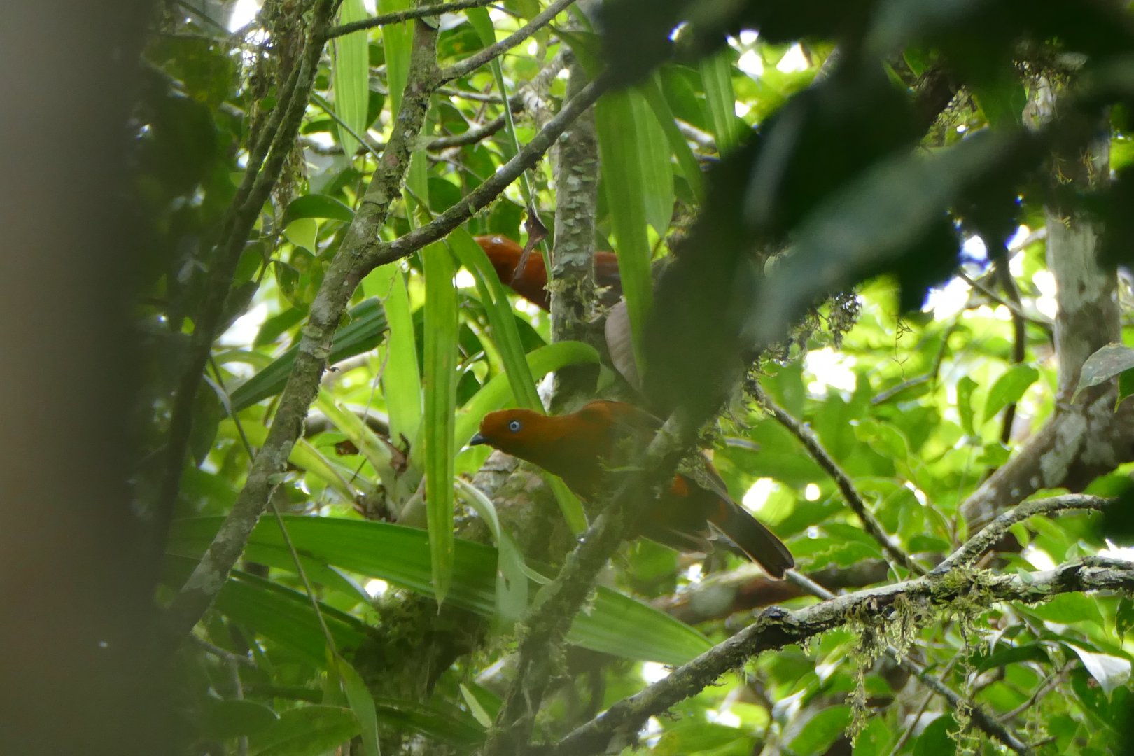 Andean Cock-of-the-rock