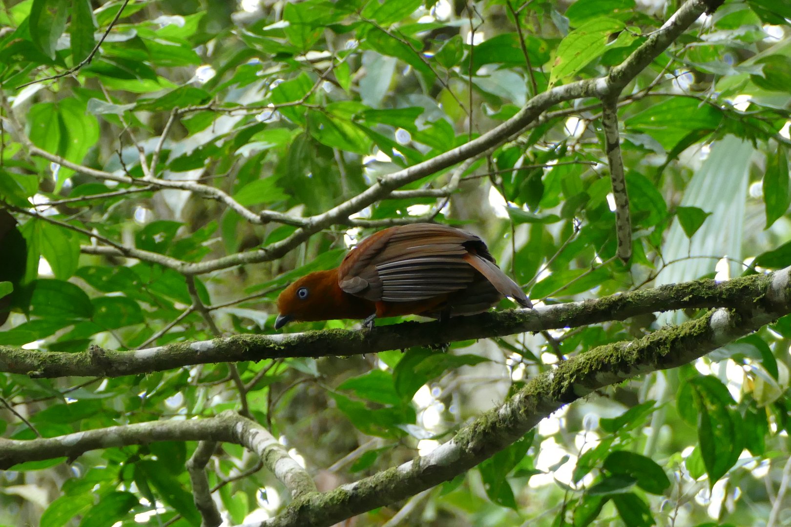 Andean Cock-of-the-rock