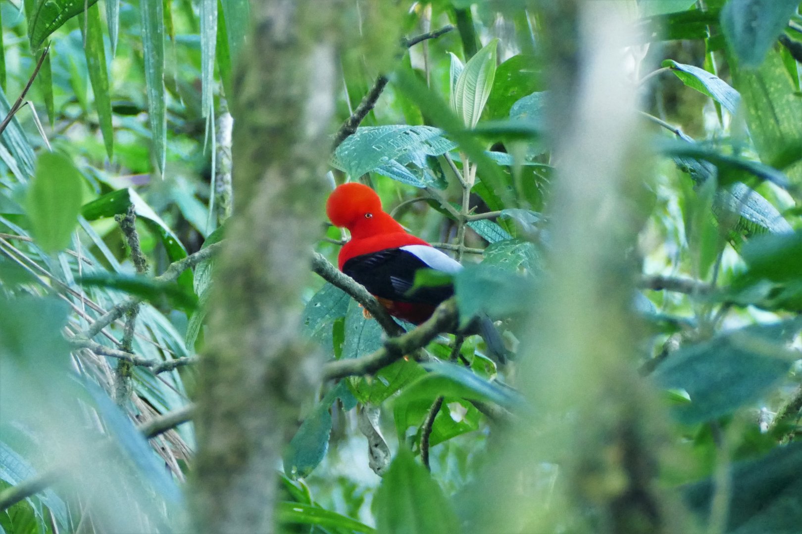 Andean Cock-of-the-rock