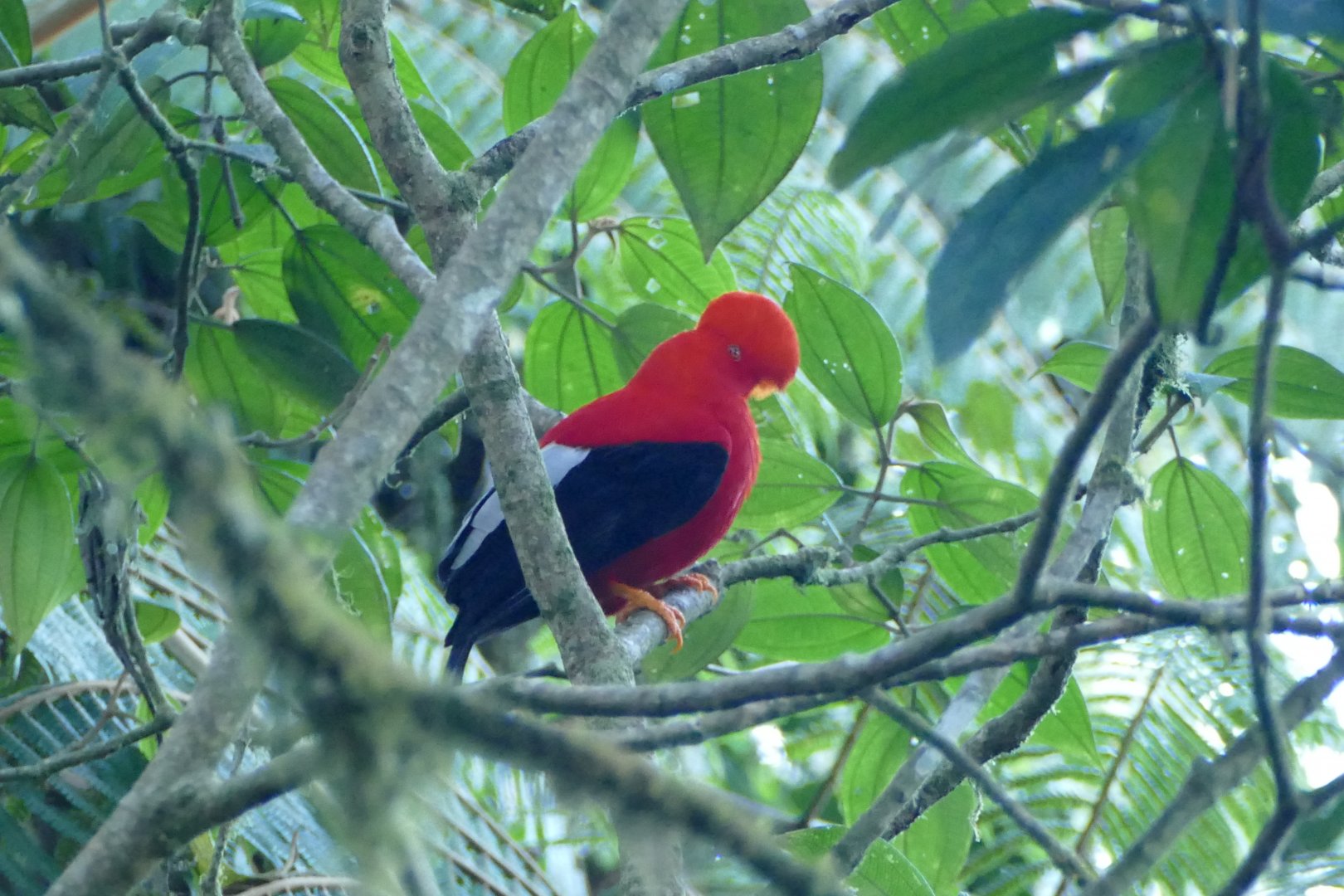 Andean Cock-of-the-rock