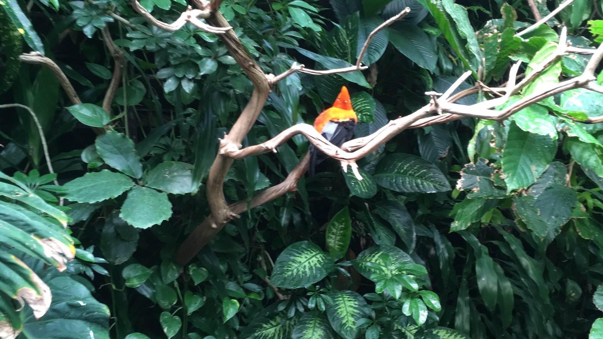 Andean cock-of-the rock