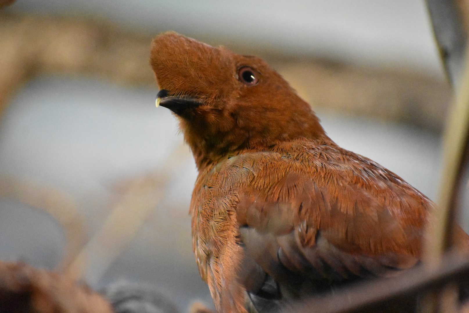 Andean cock-of-the-rock
