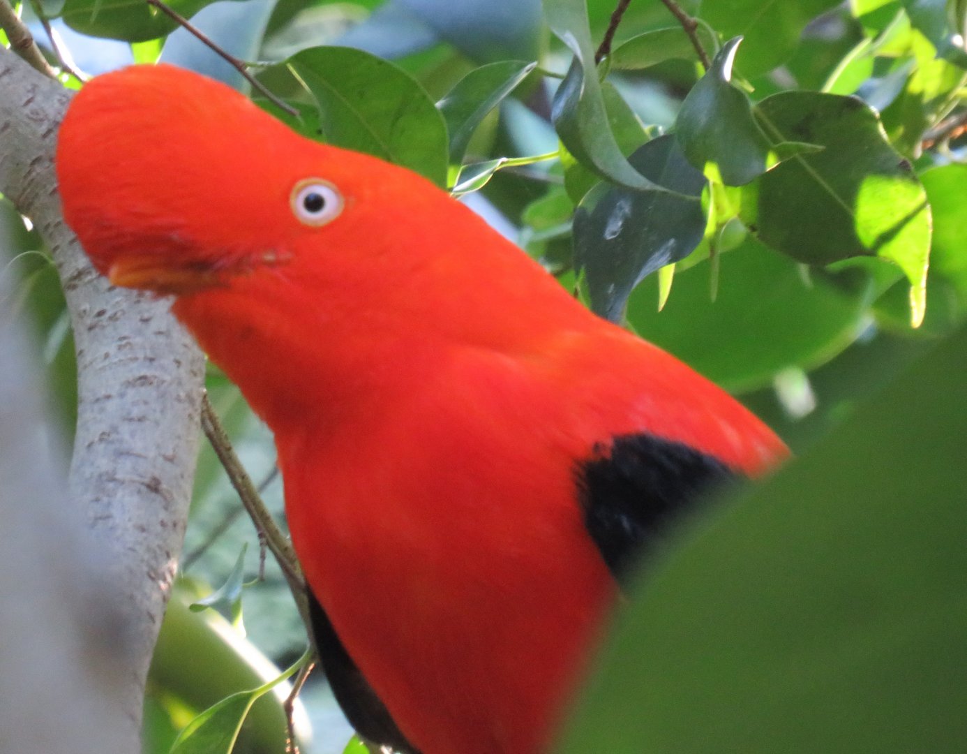 Andean cock-of-the-rock