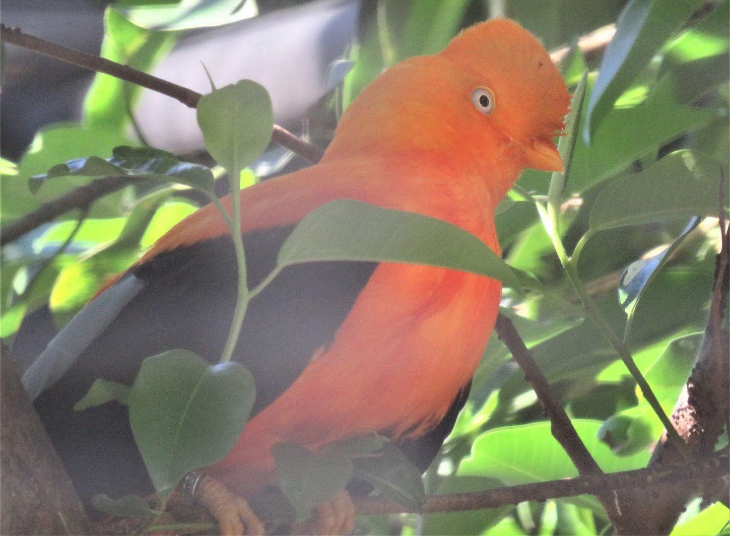 Andean cock-of-the-rock