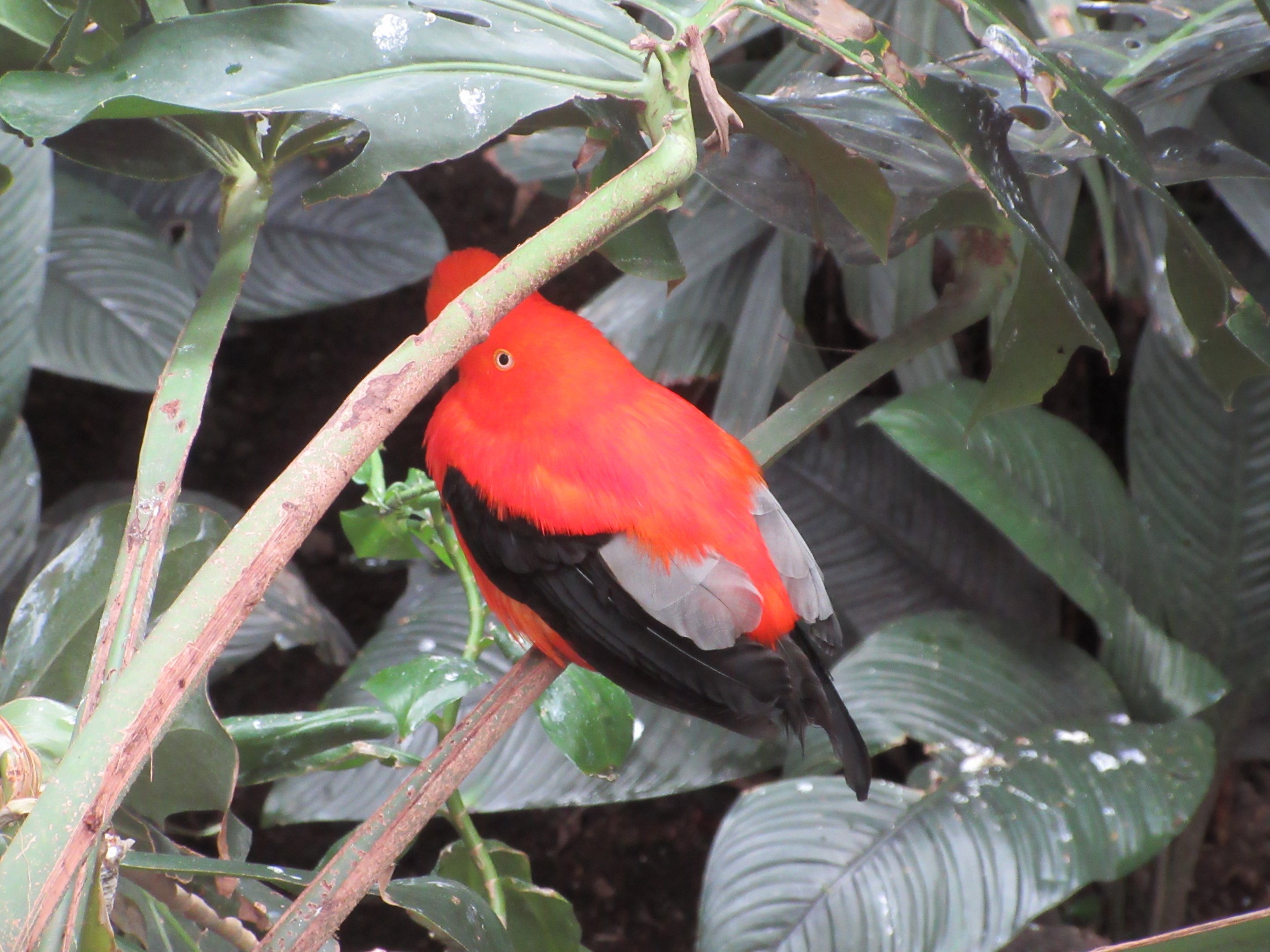 Andean Cock-of-the-Rock