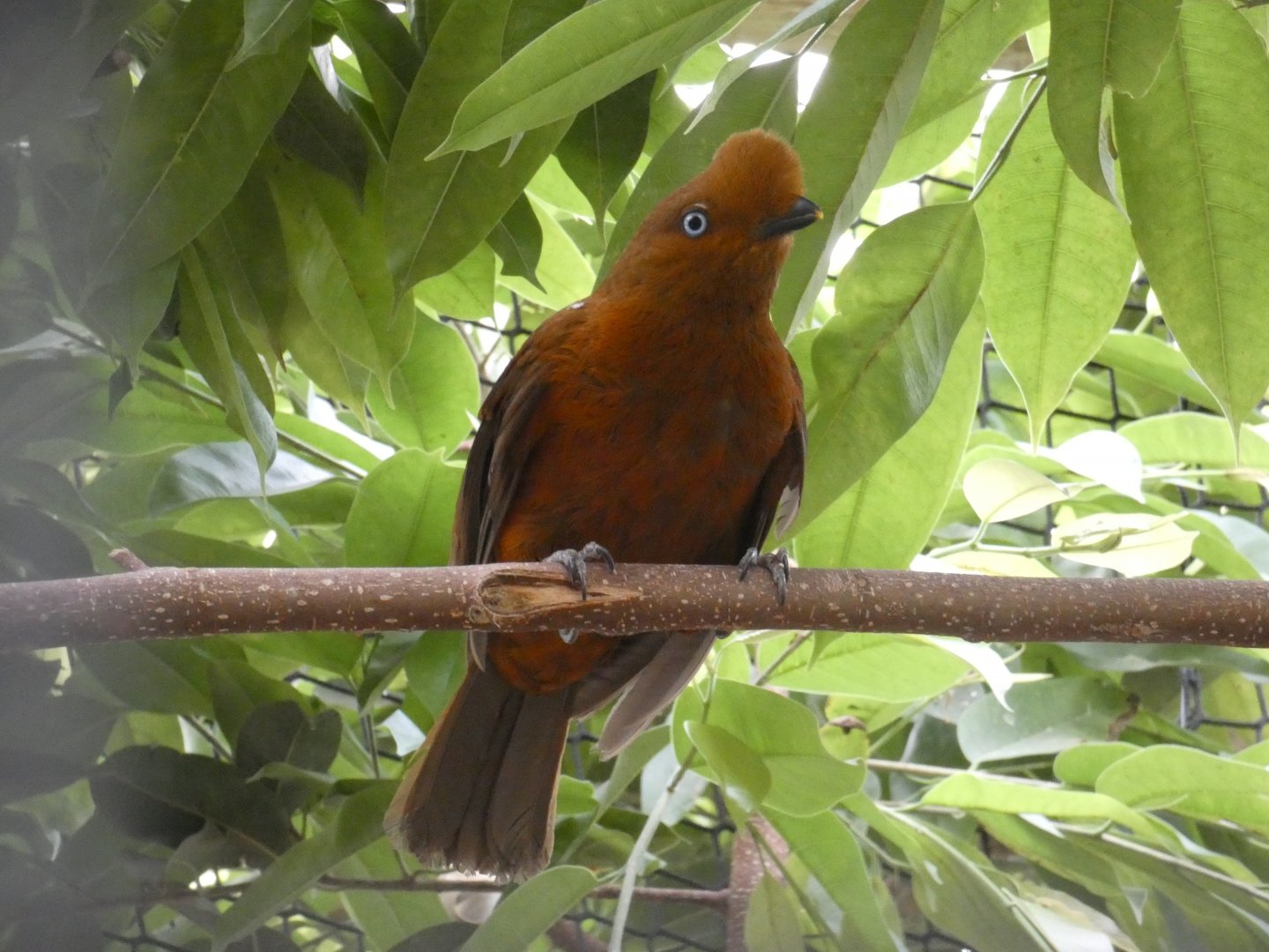 Andean Cock-of-the-rock