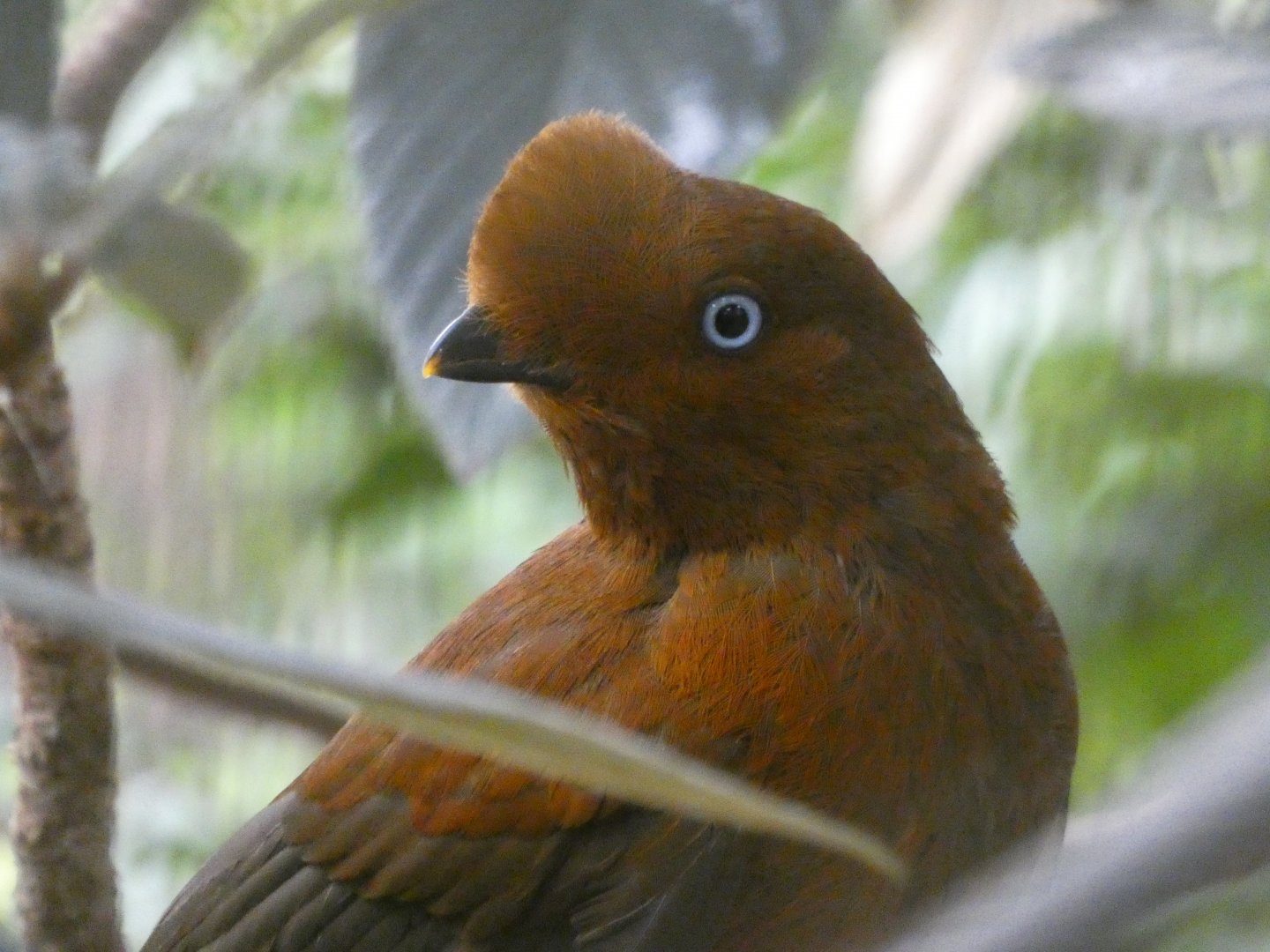 Andean Cock-of-the-Rock
