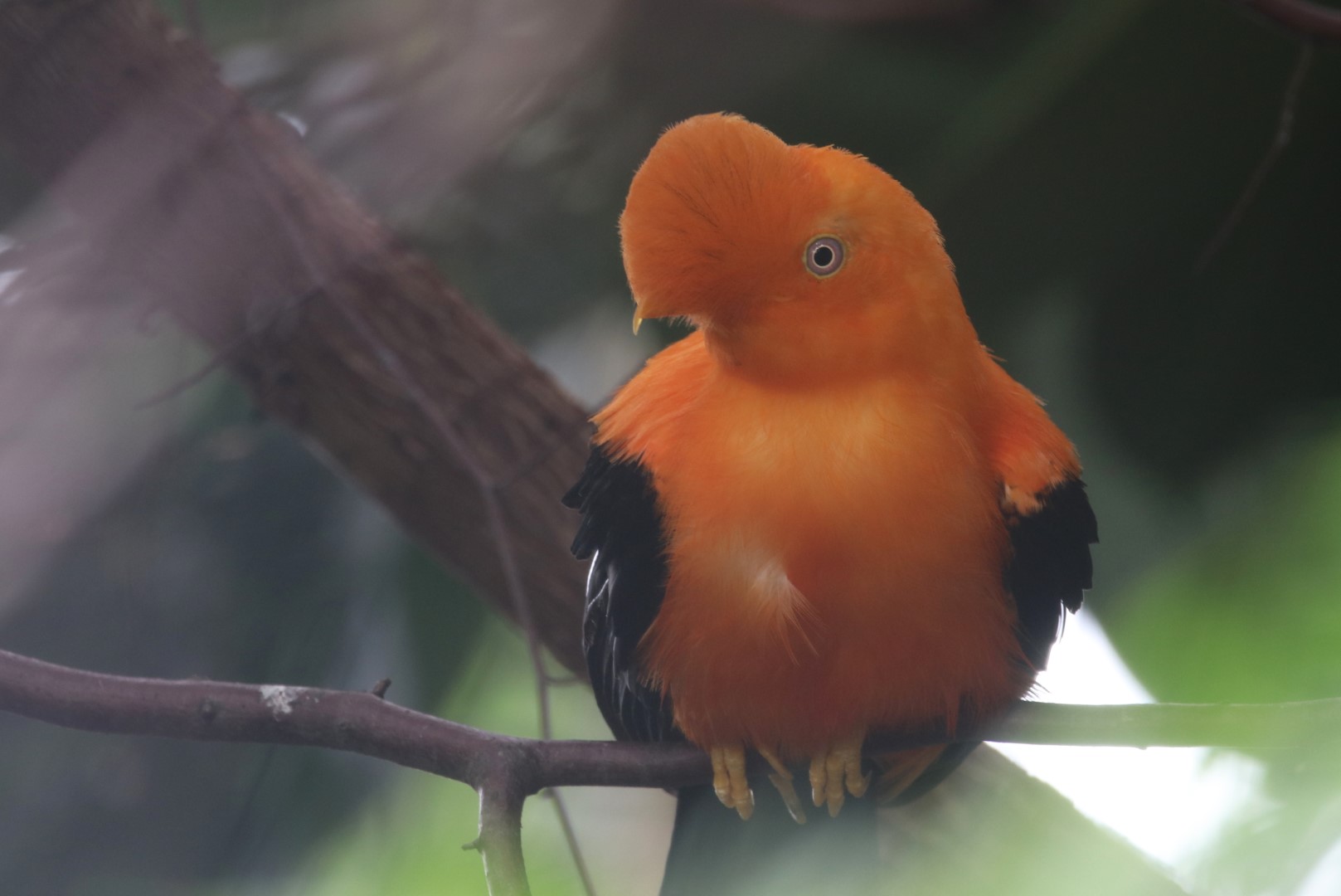 Andean cock-of-the-rock