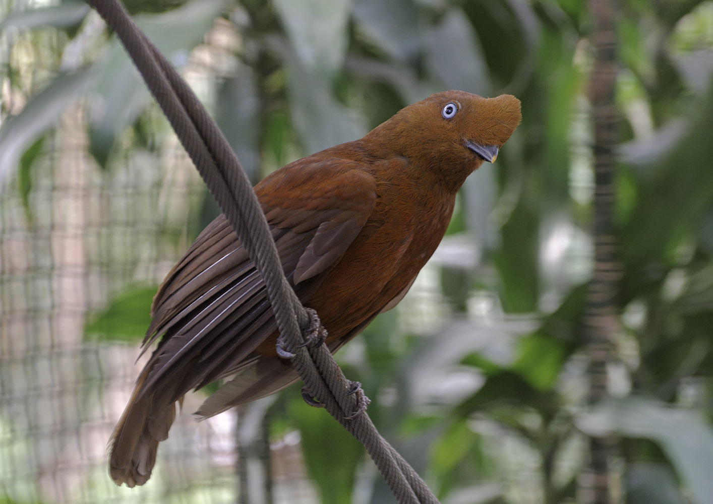 Andean cock-of-the-rock