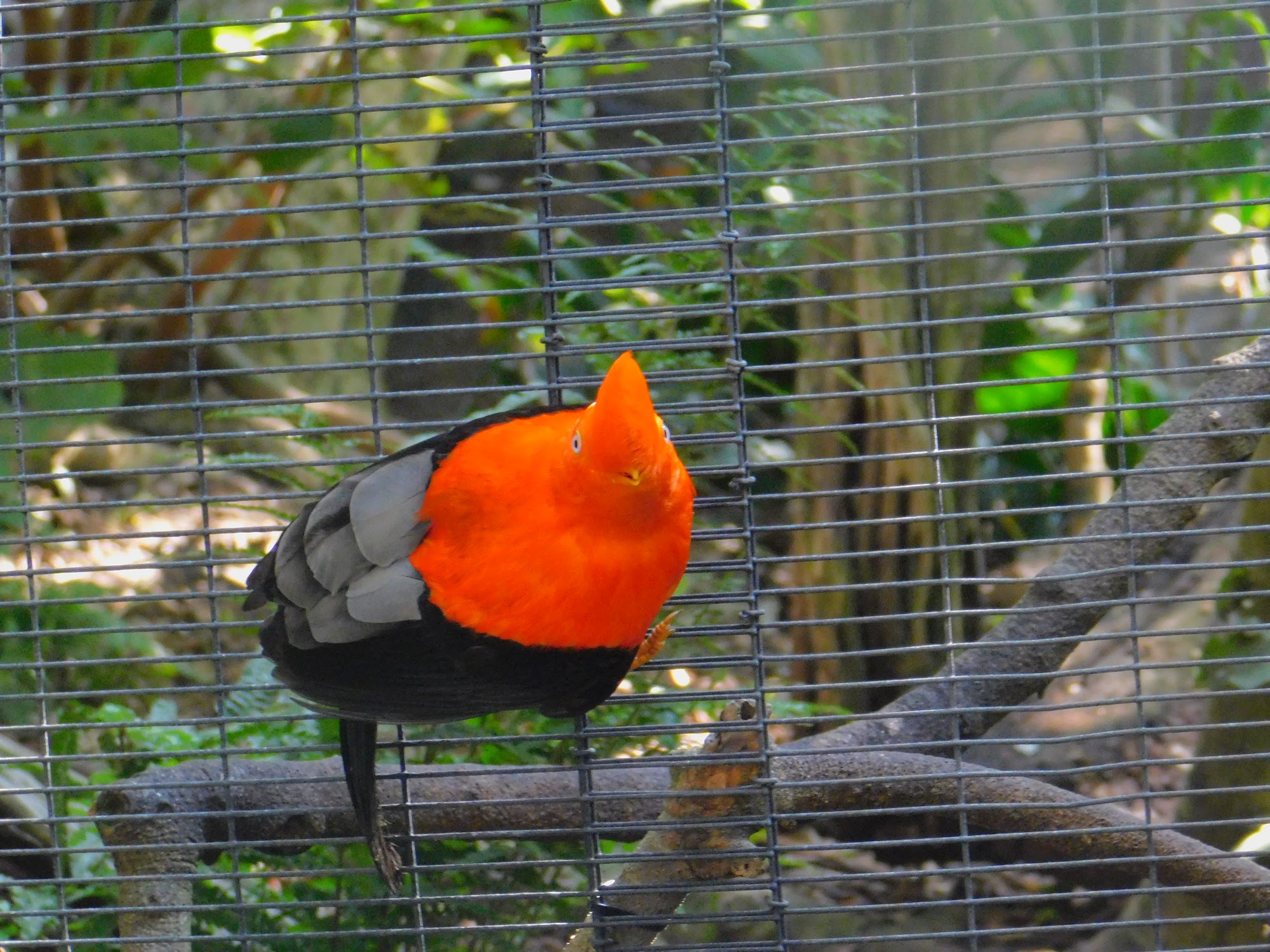 Andean Cock-Of-The-Rock