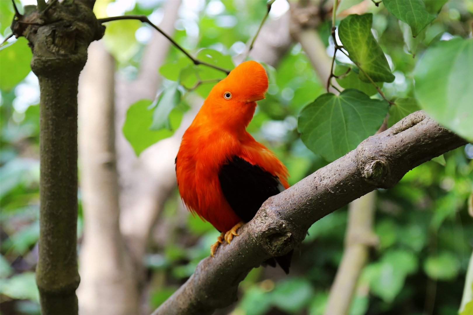 Andean cock-of-the-rock