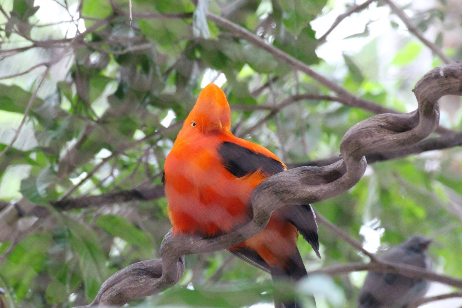Andean Cock-of-the-Rock