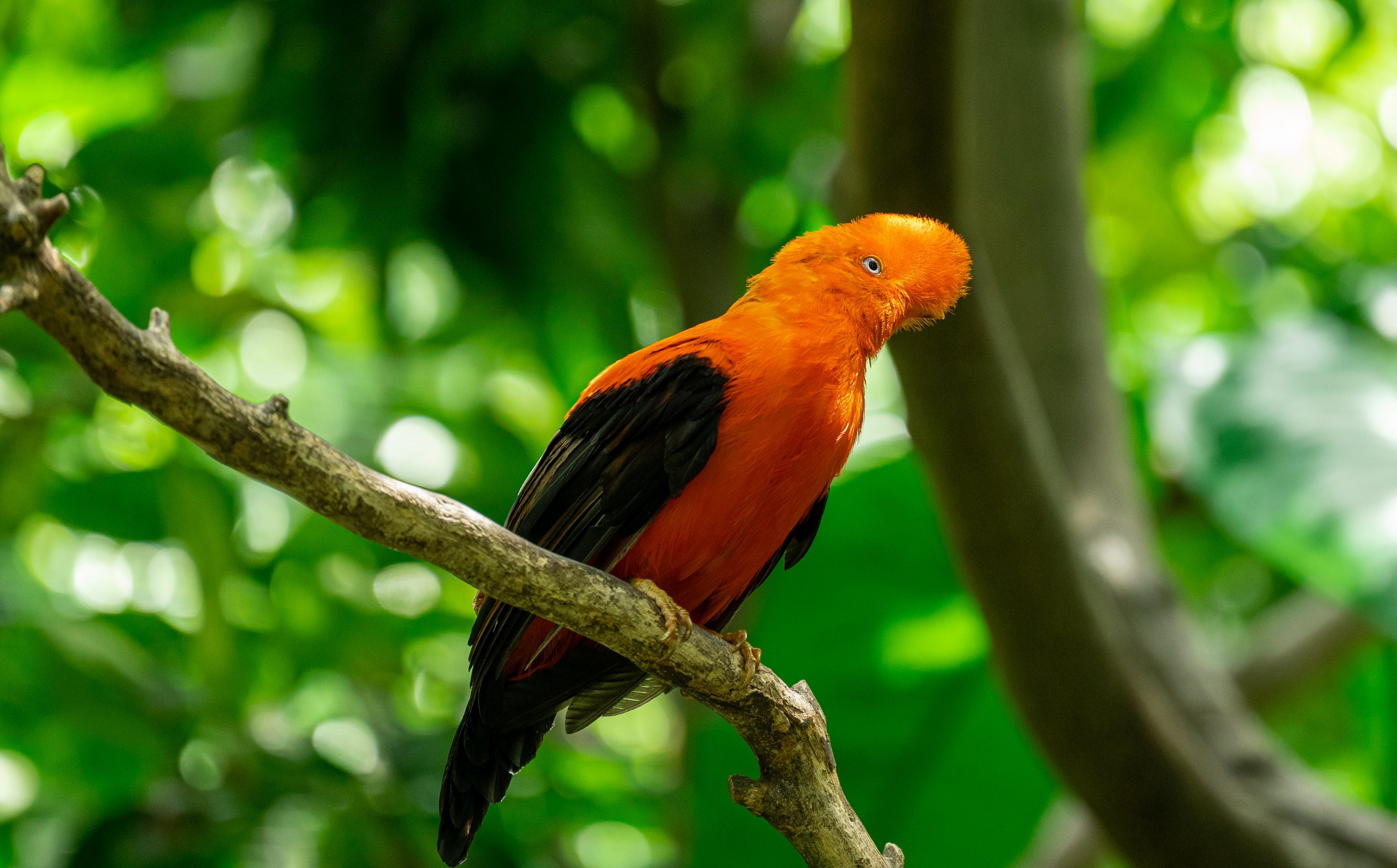 Andean Cock Of The Rock