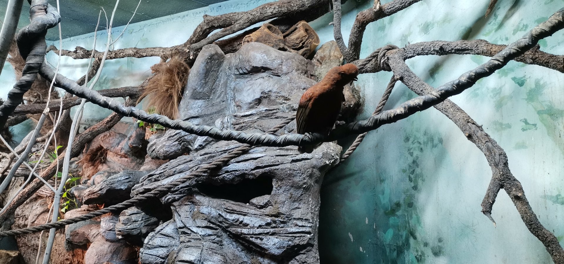 Andean Cock-of-the-rock