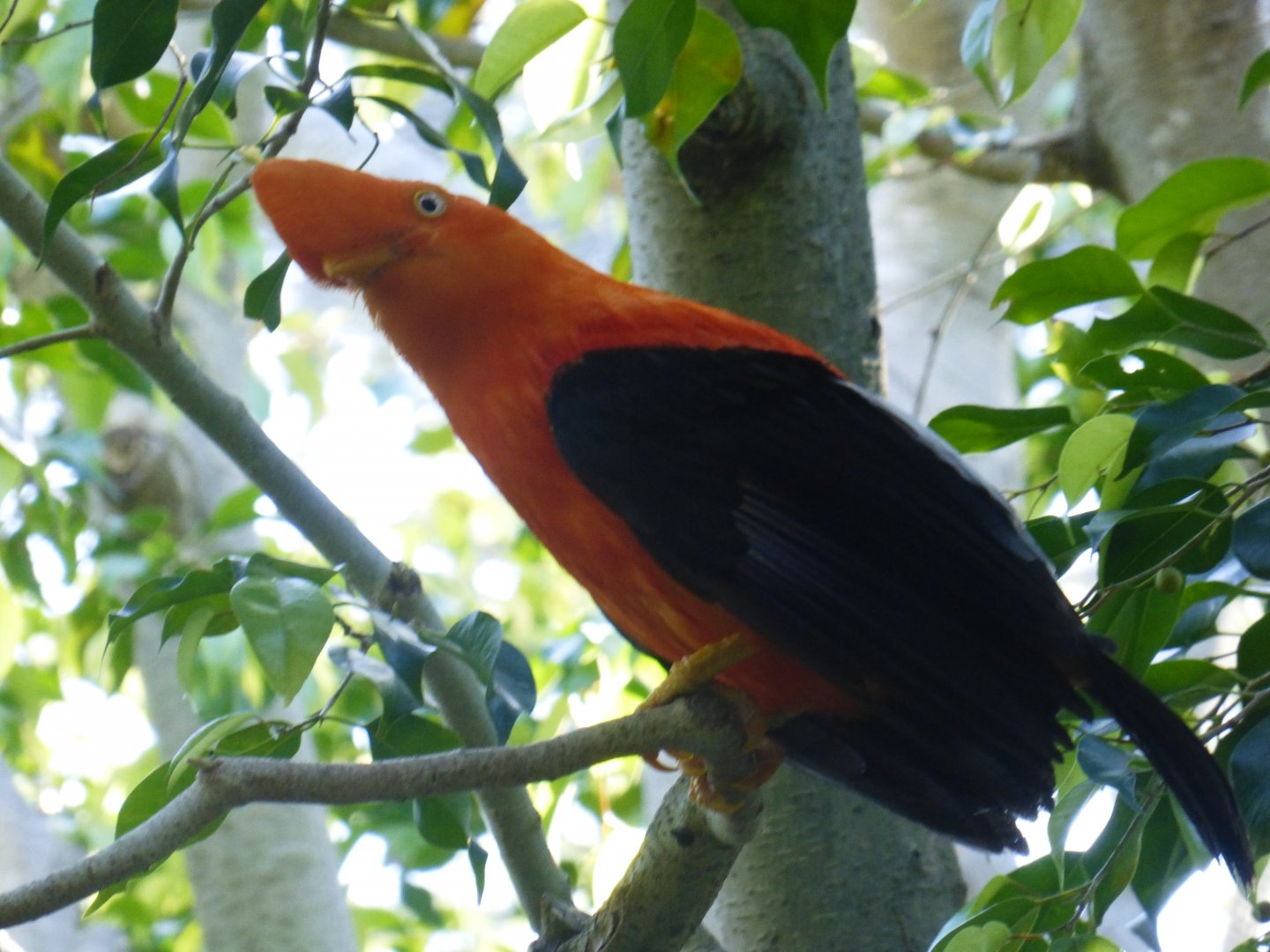 Andean cock of the rock