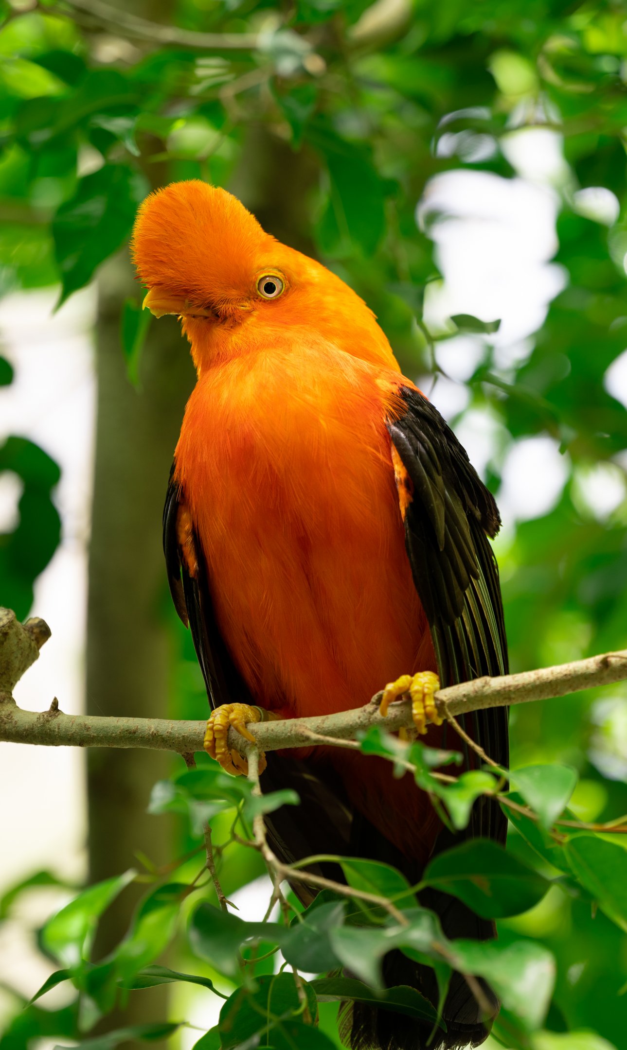 Andean Cock of the Rock