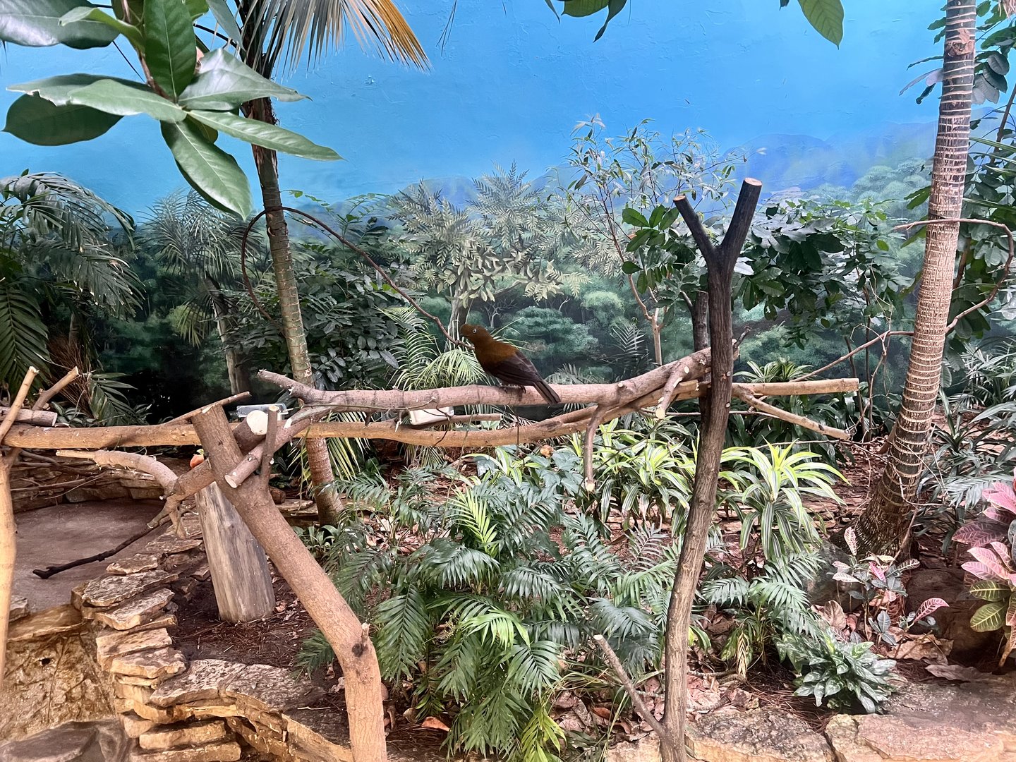 Andean Cock-of-the-Rock