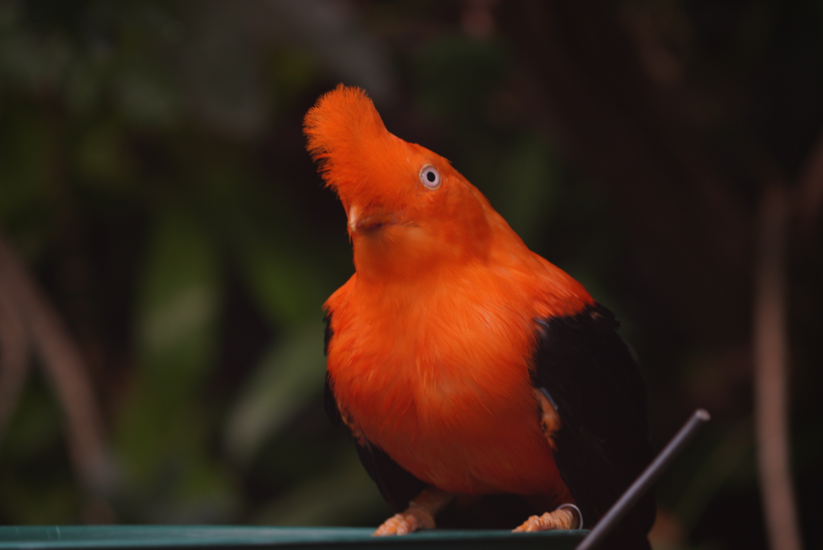 Andean Cock-of-the-rock