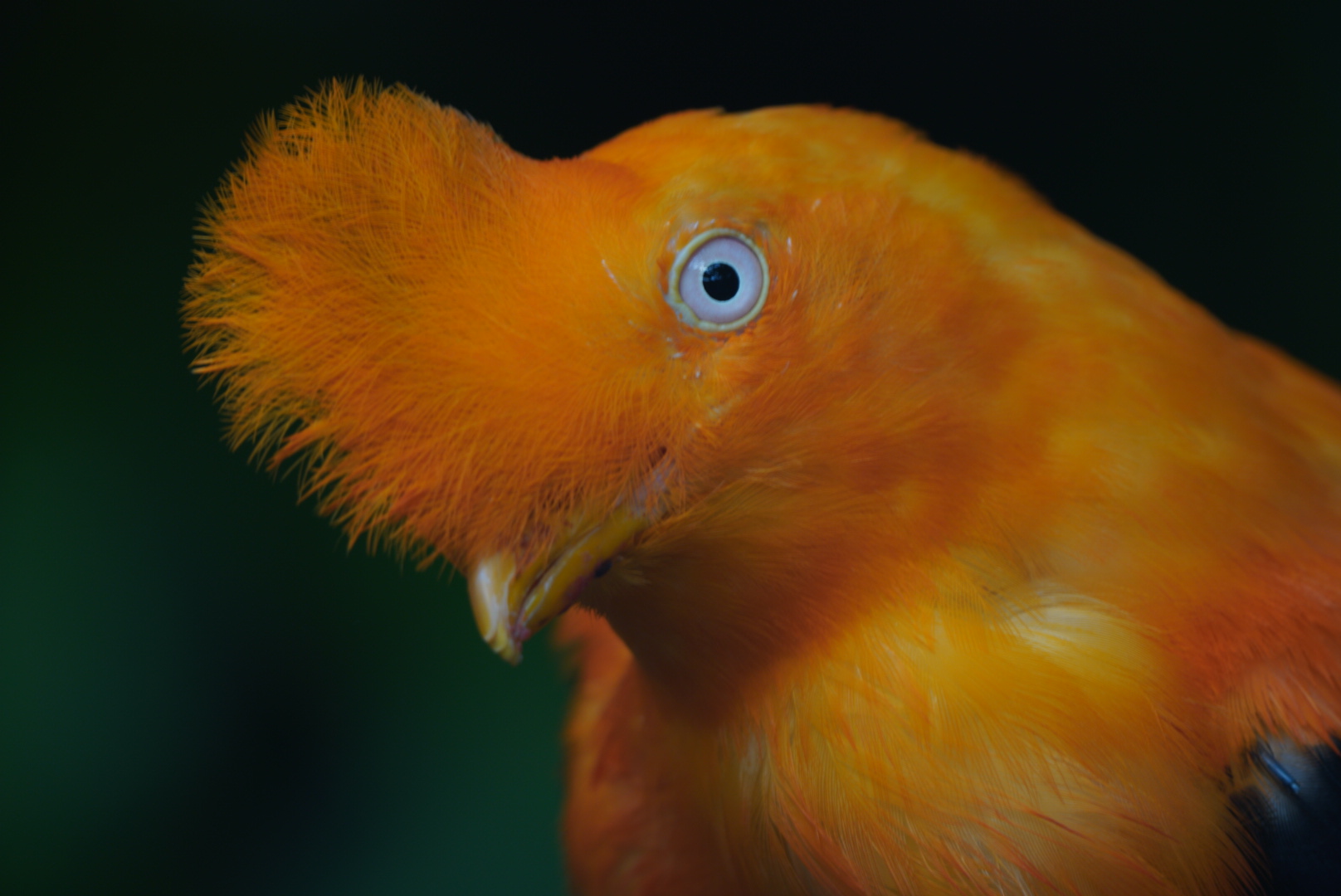 Andean Cock-of-the-rock