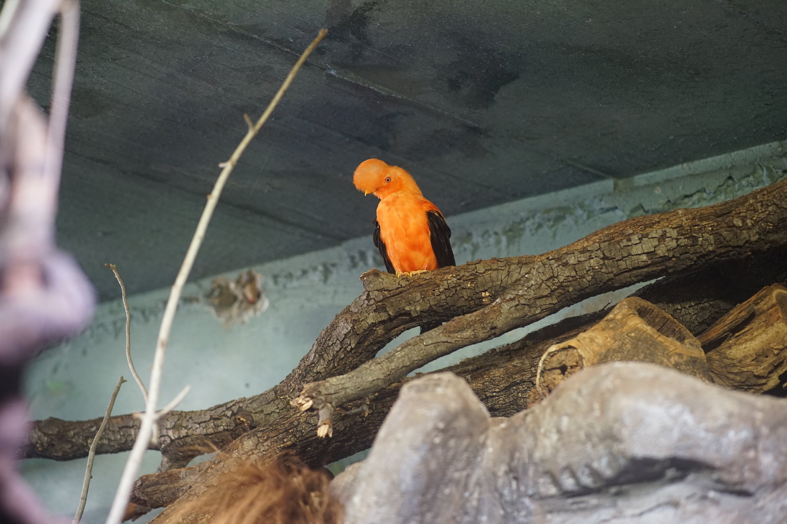 Andean cock-of-the-rock