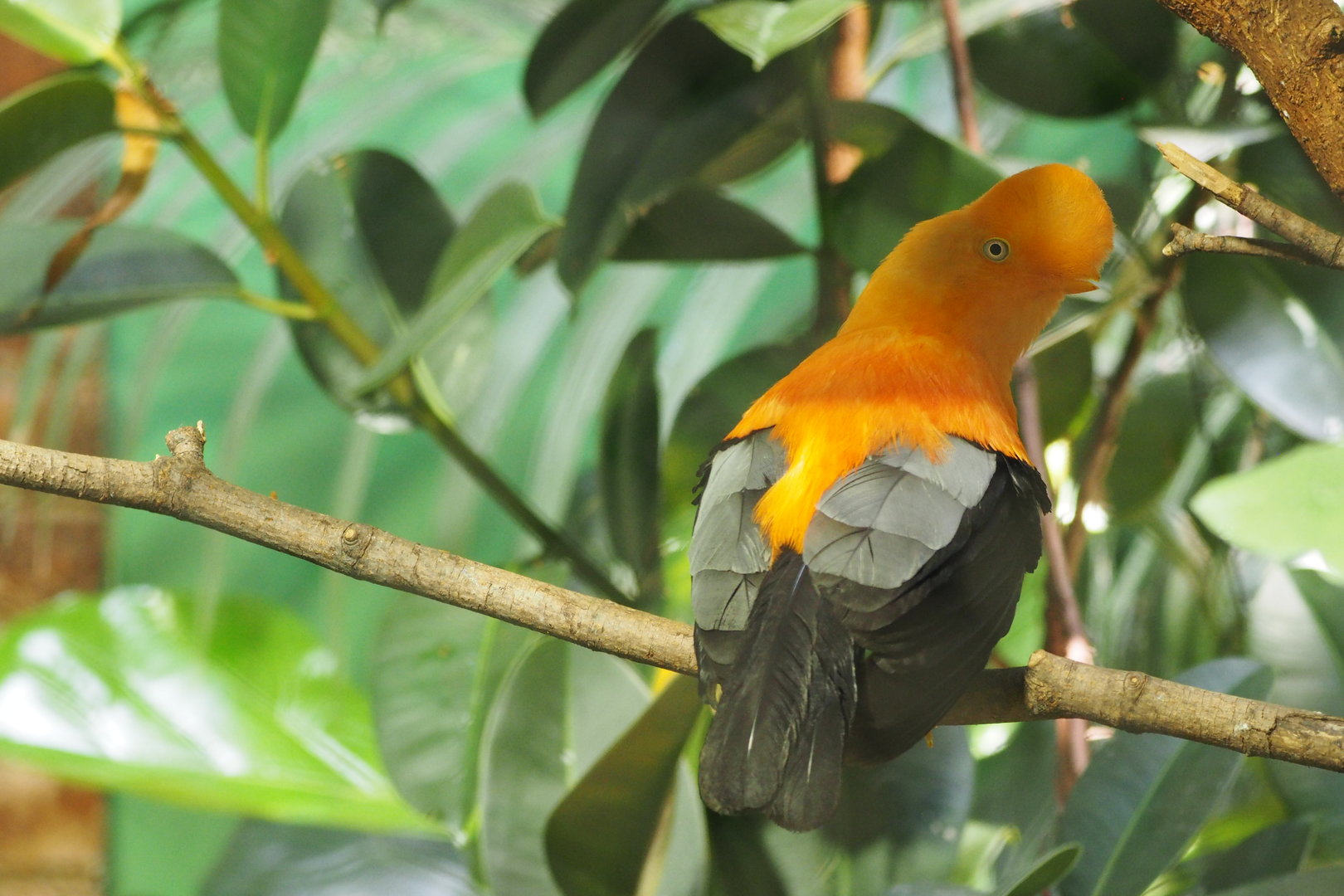 Andean Cock-of-the-Rock