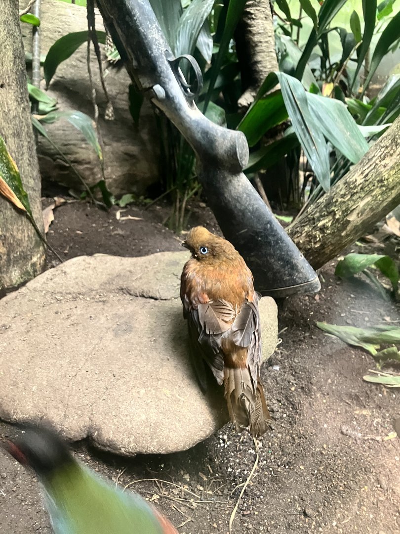 Andean Cock-of-the-rock