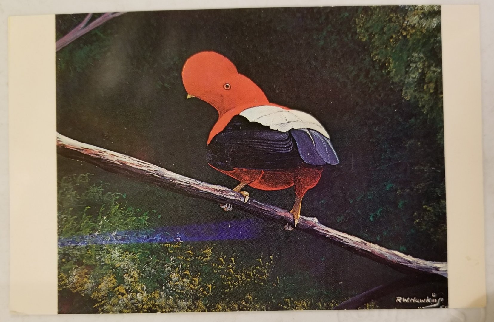 Andean cock-of-the-rock