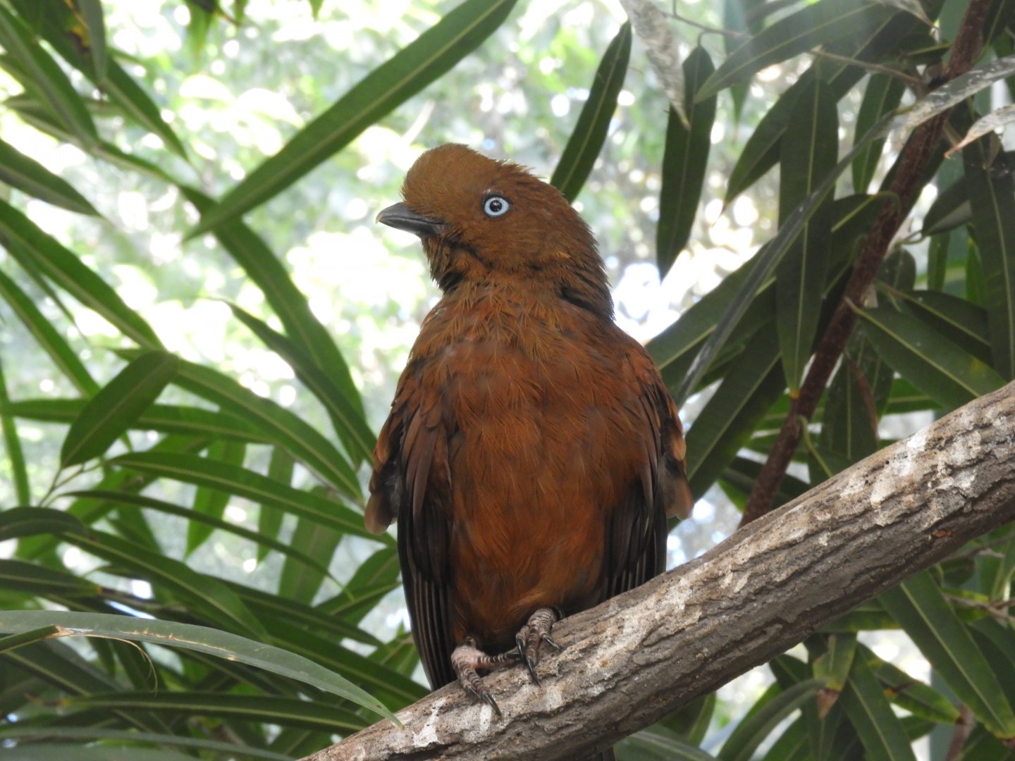 Andean cock-of-the-rock