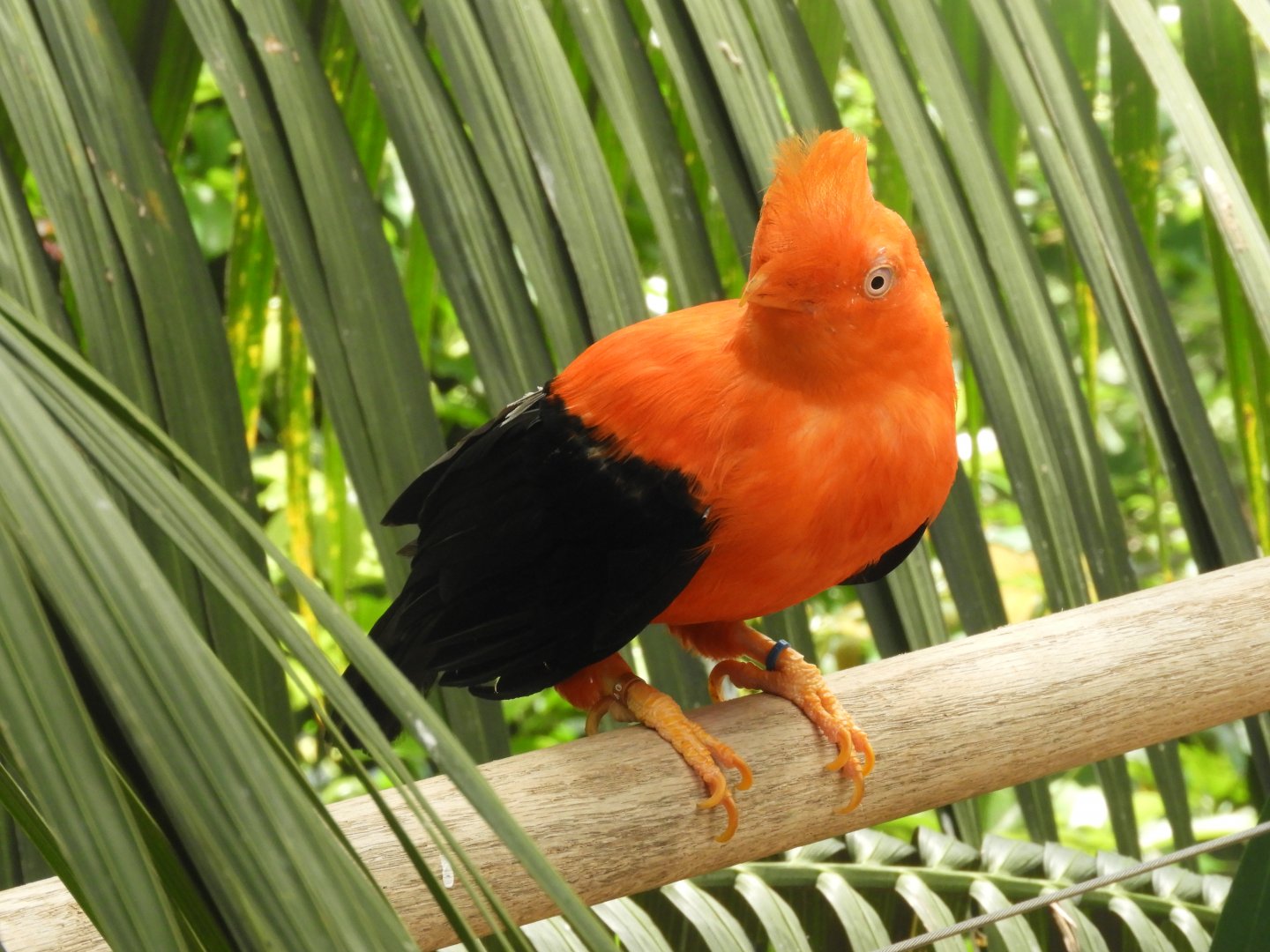Andean cock-of-the-rock