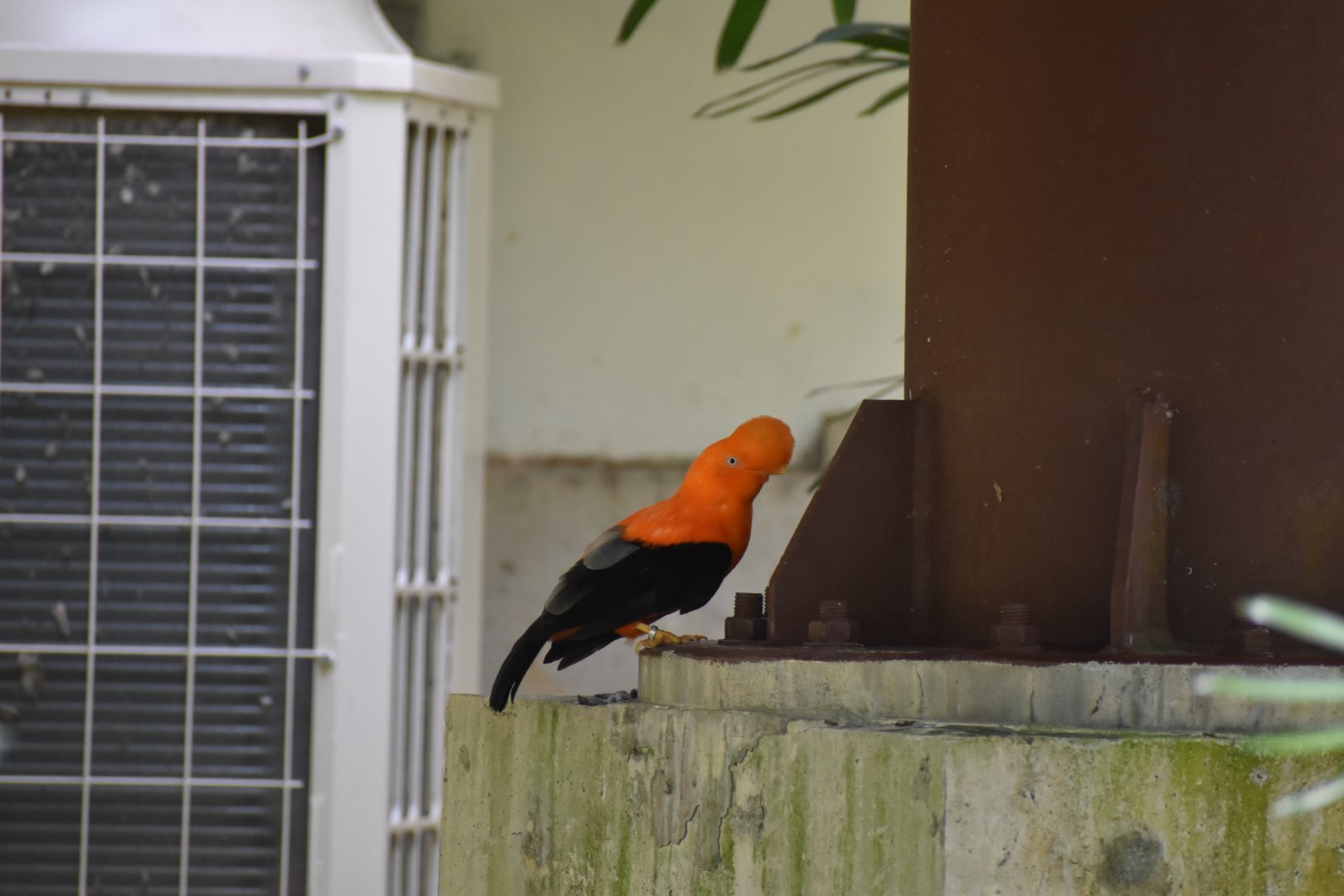 Andean Cock-of-the-Rock