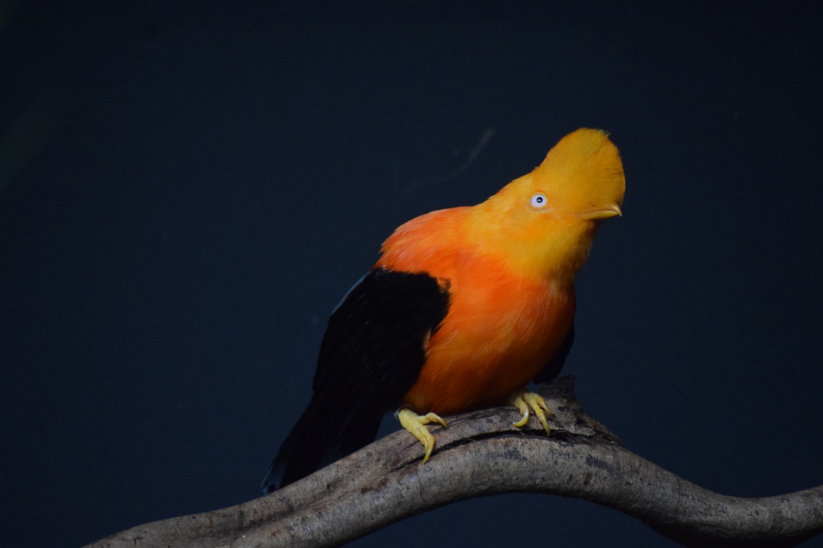 Andean cock-of-the-rock