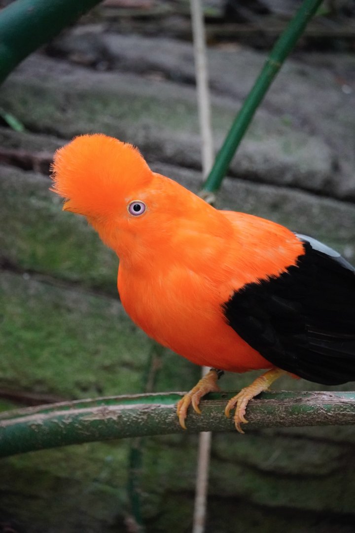 Andean Cock-of-the-Rock