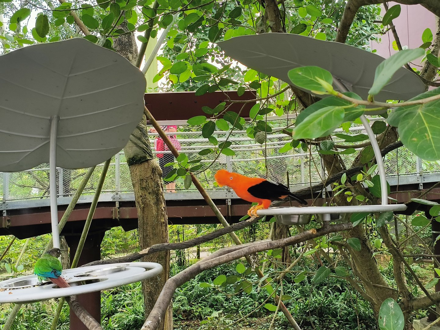 Andean Cock-of-the-Rock