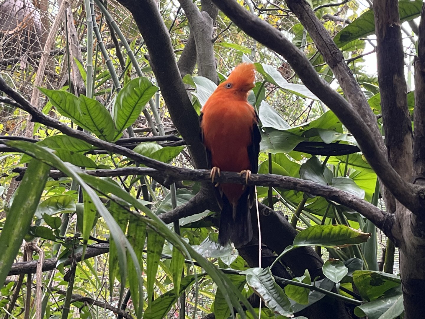 Andean Cock-of-the-Rock