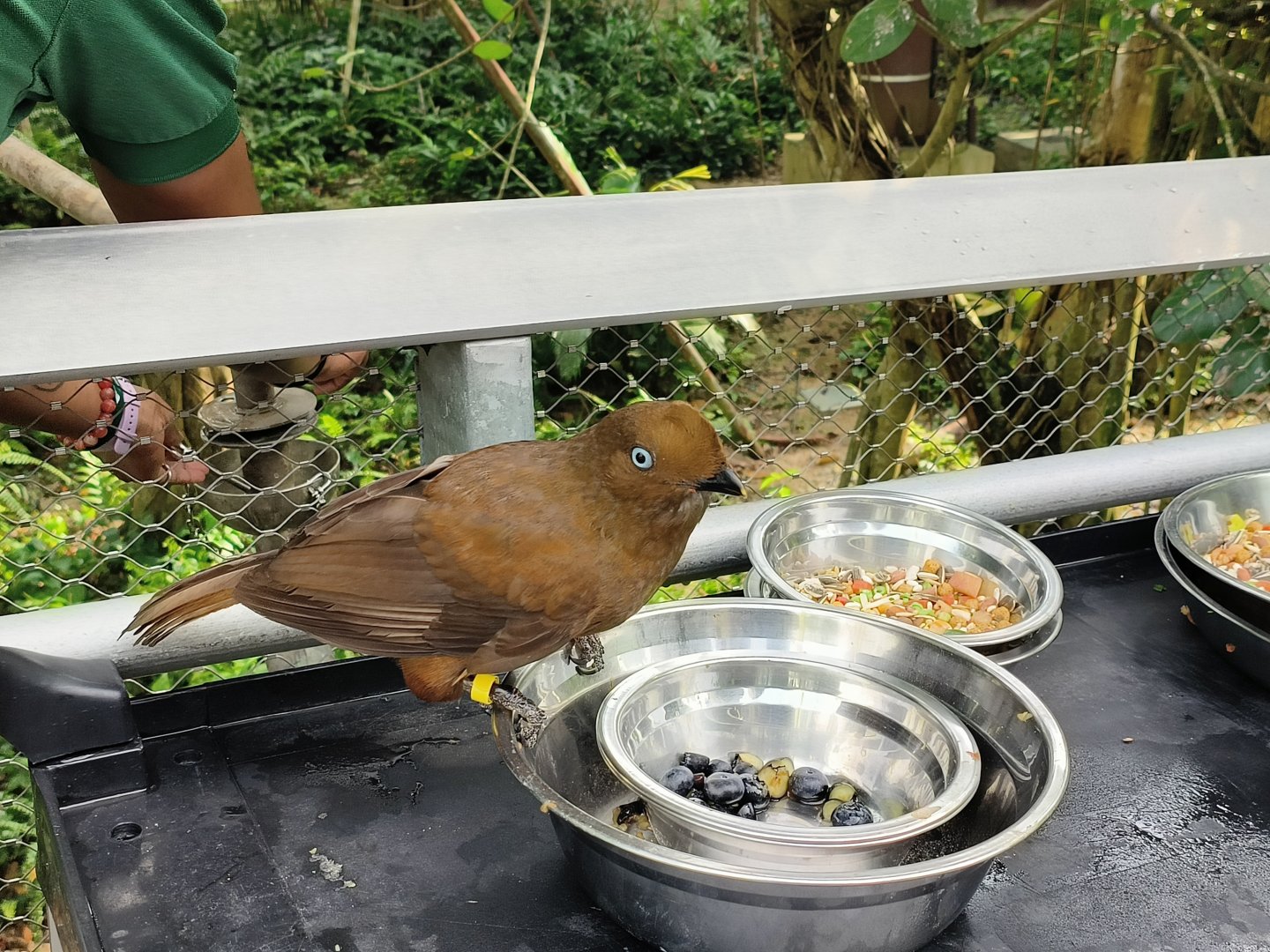Andean Cock-of-the-Rock