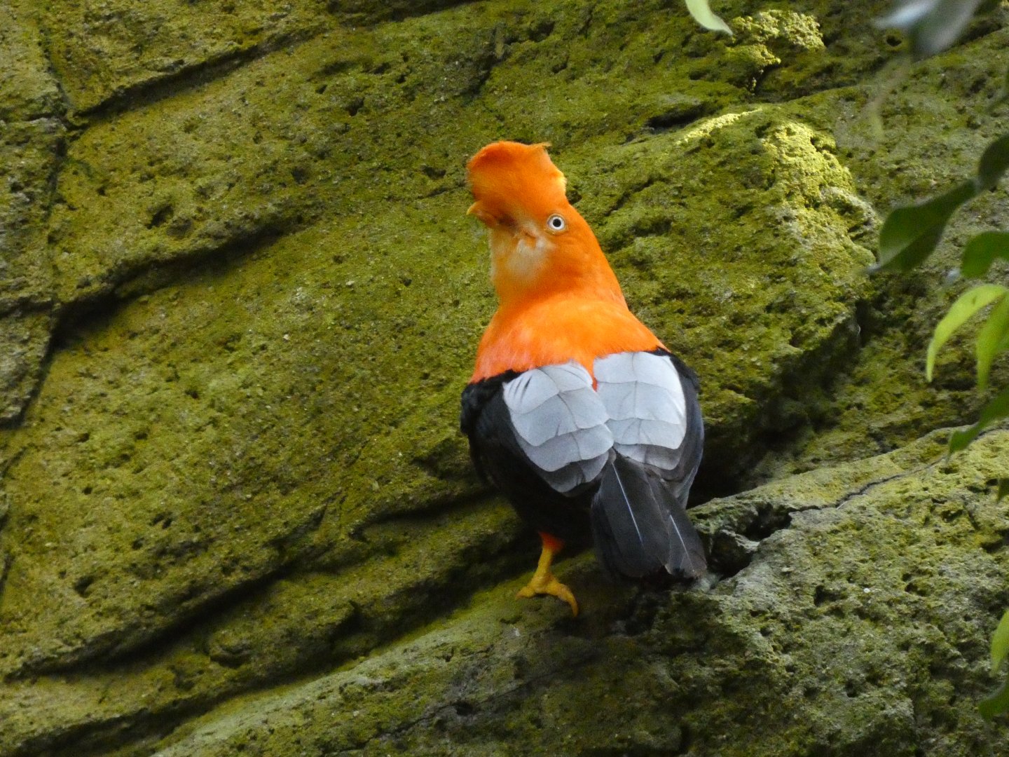 Andean cock-of-the-rock