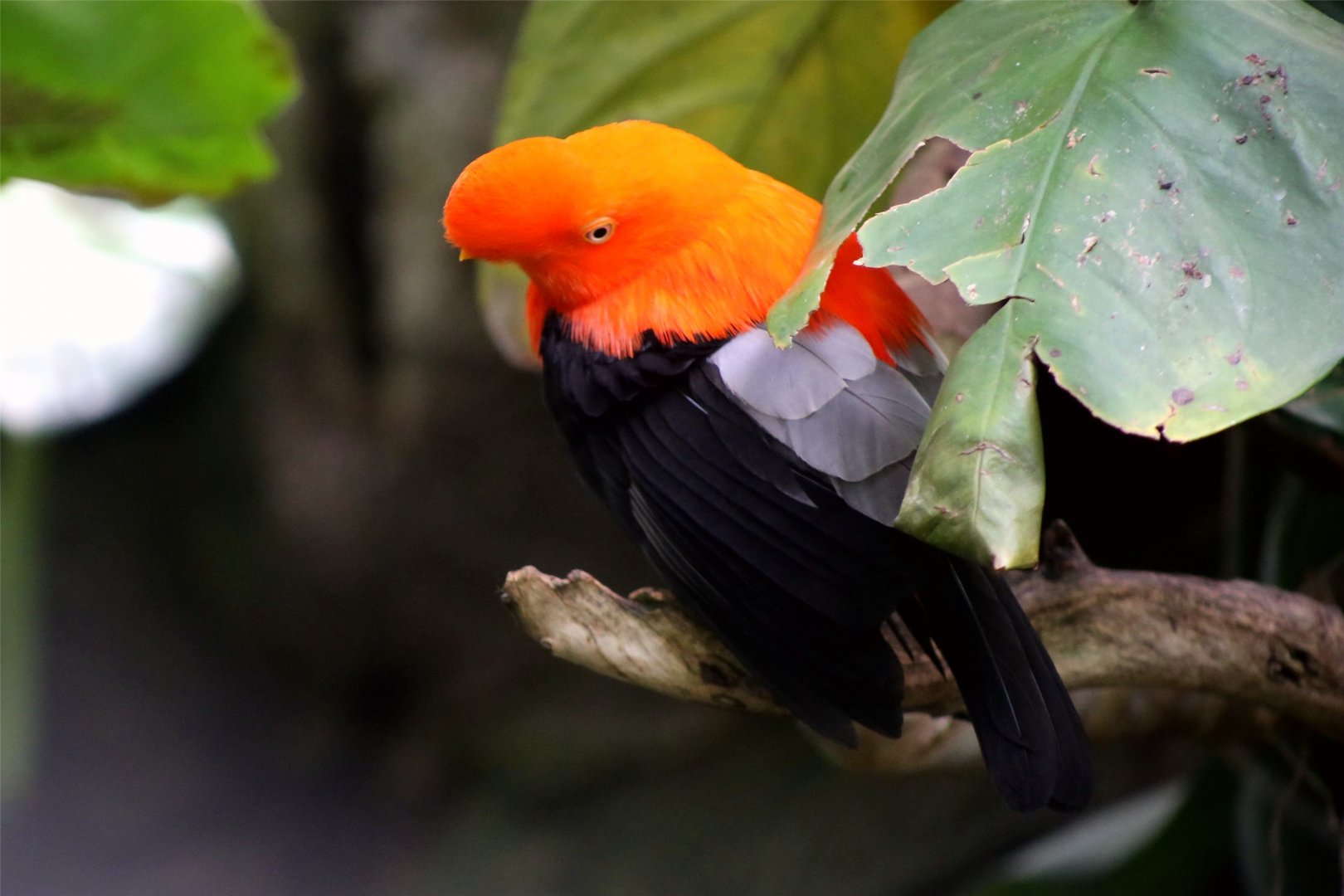 Andean Cock-of-the-rock
