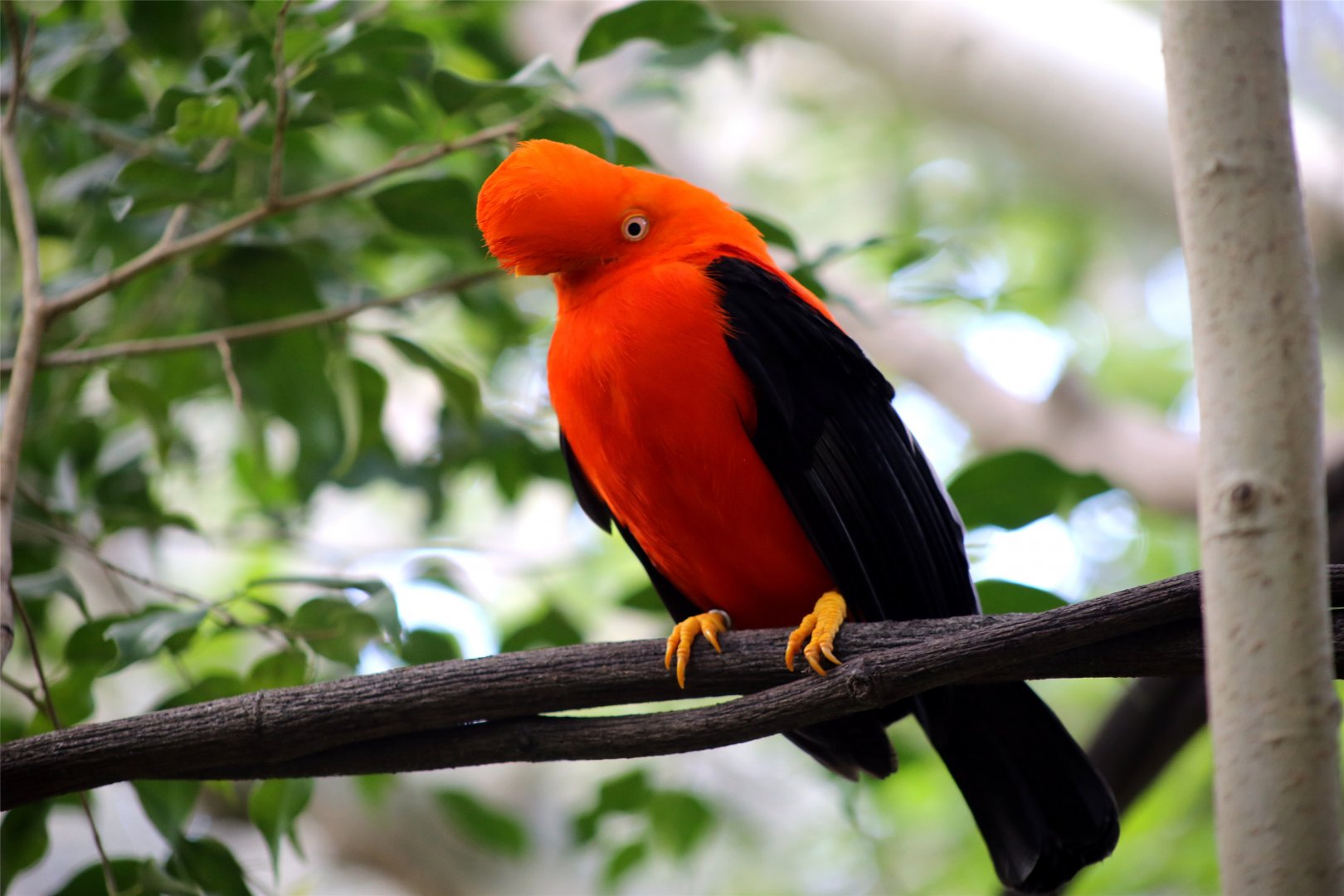 Andean Cock-of-the-rock