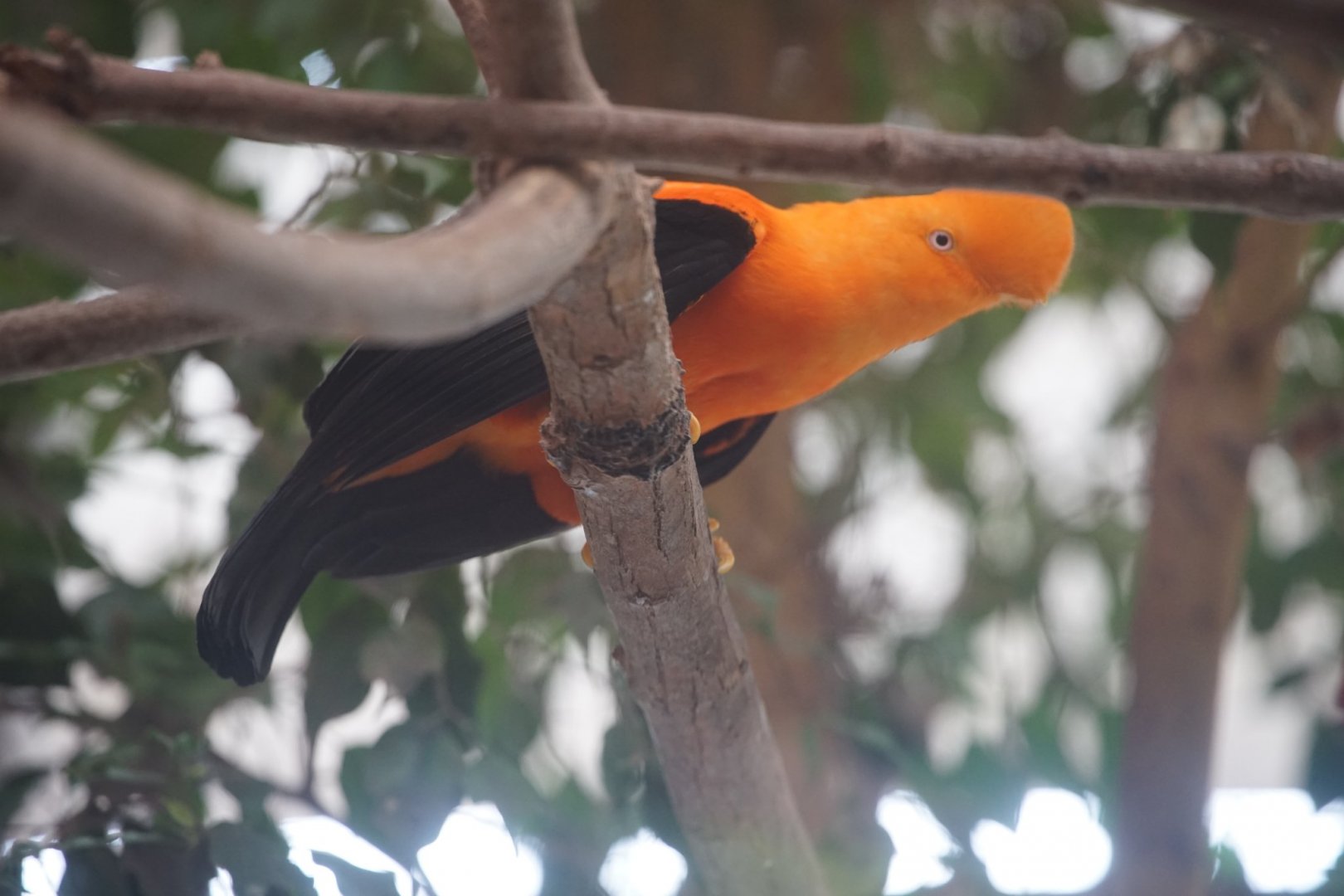 Andean Cock of the Rock