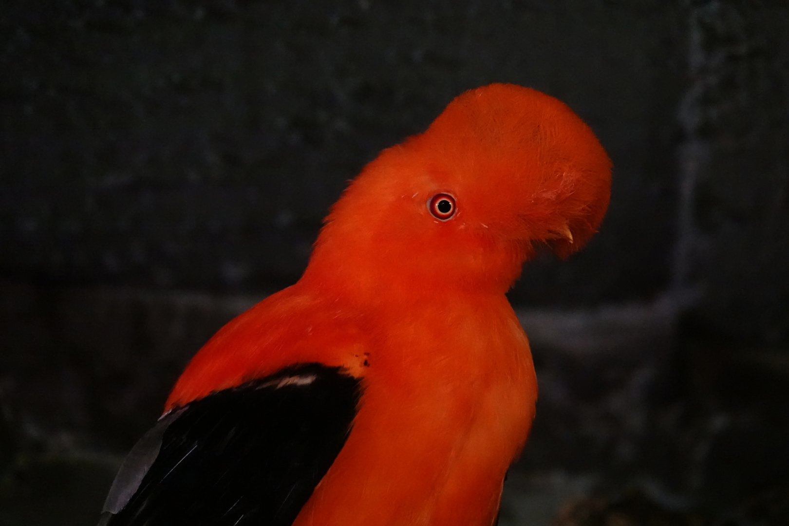 Andean cock-of-the-rock