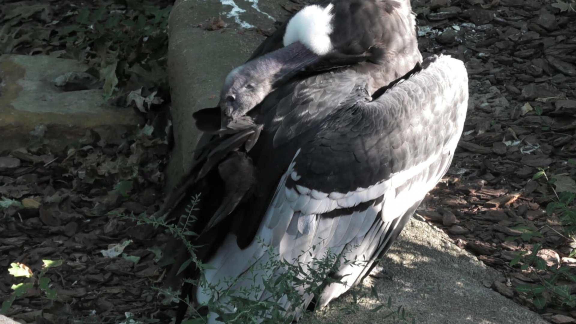 Andean conder cleaning it's feathers