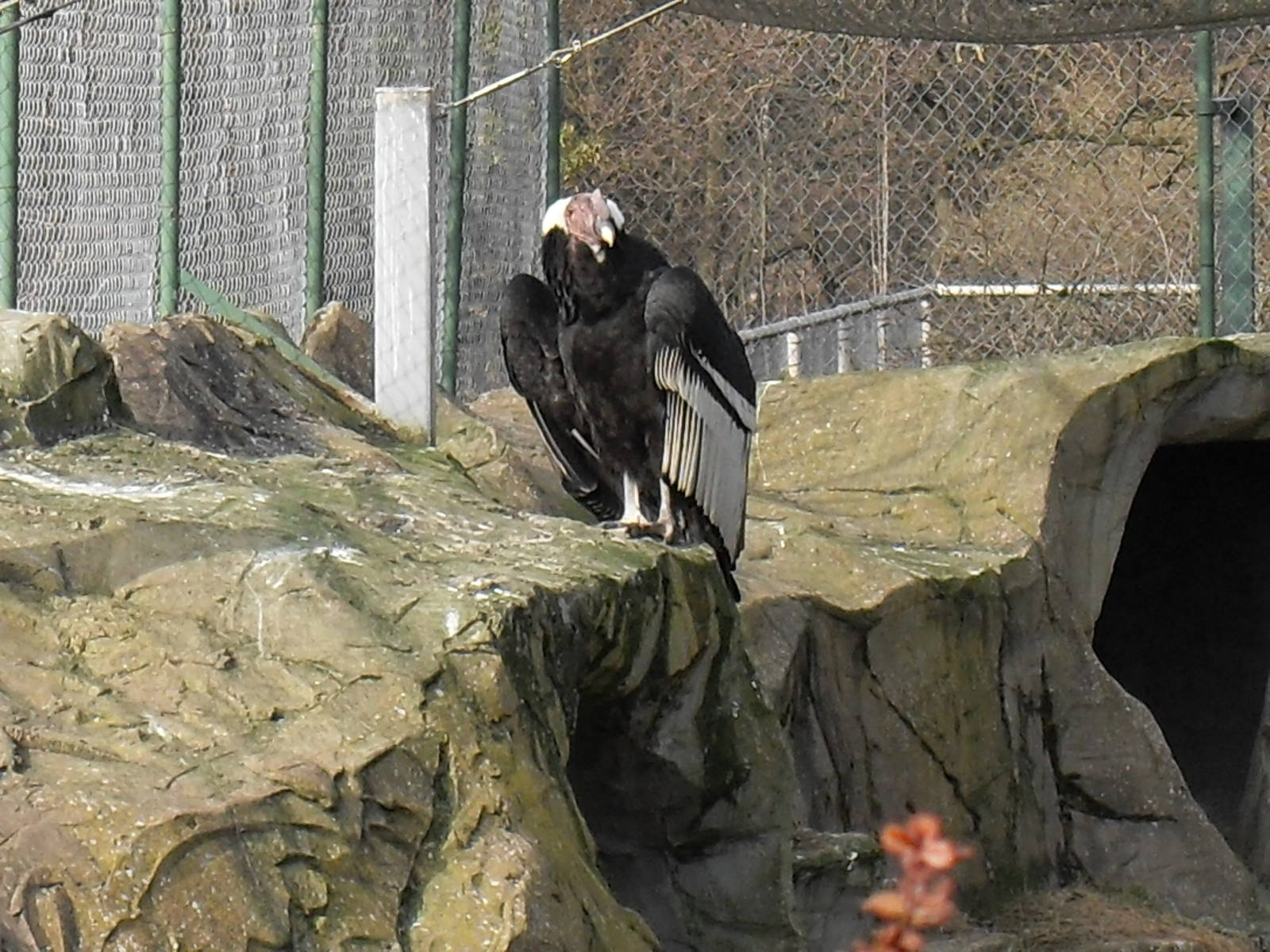 andean condor 03/10