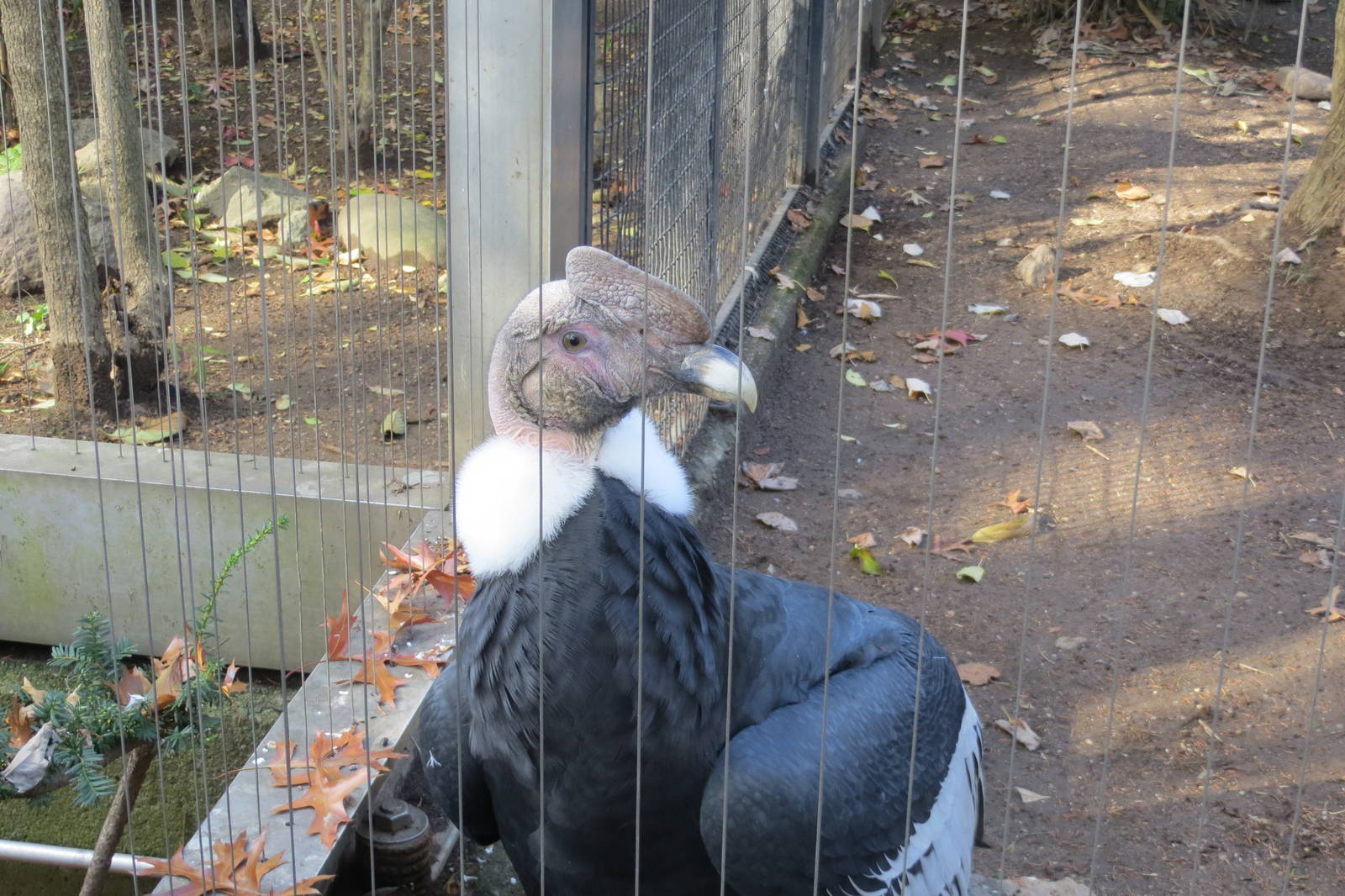 Andean Condor 031215