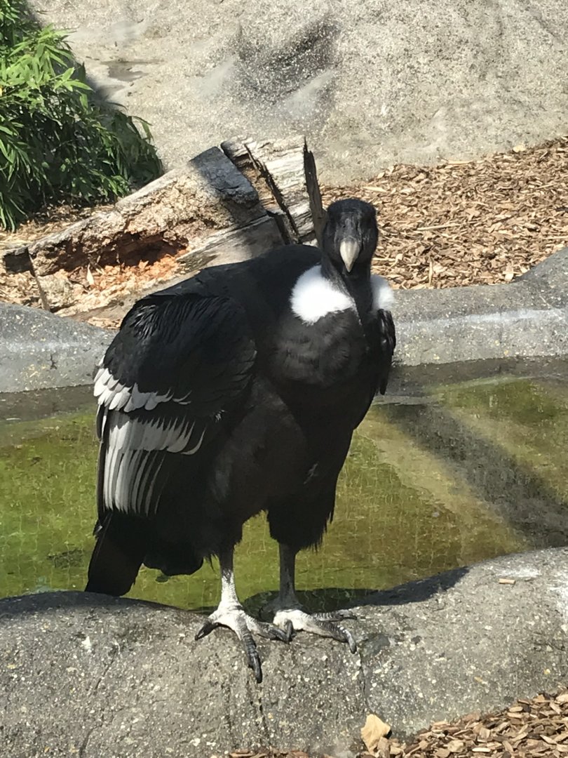 Andean condor 050819