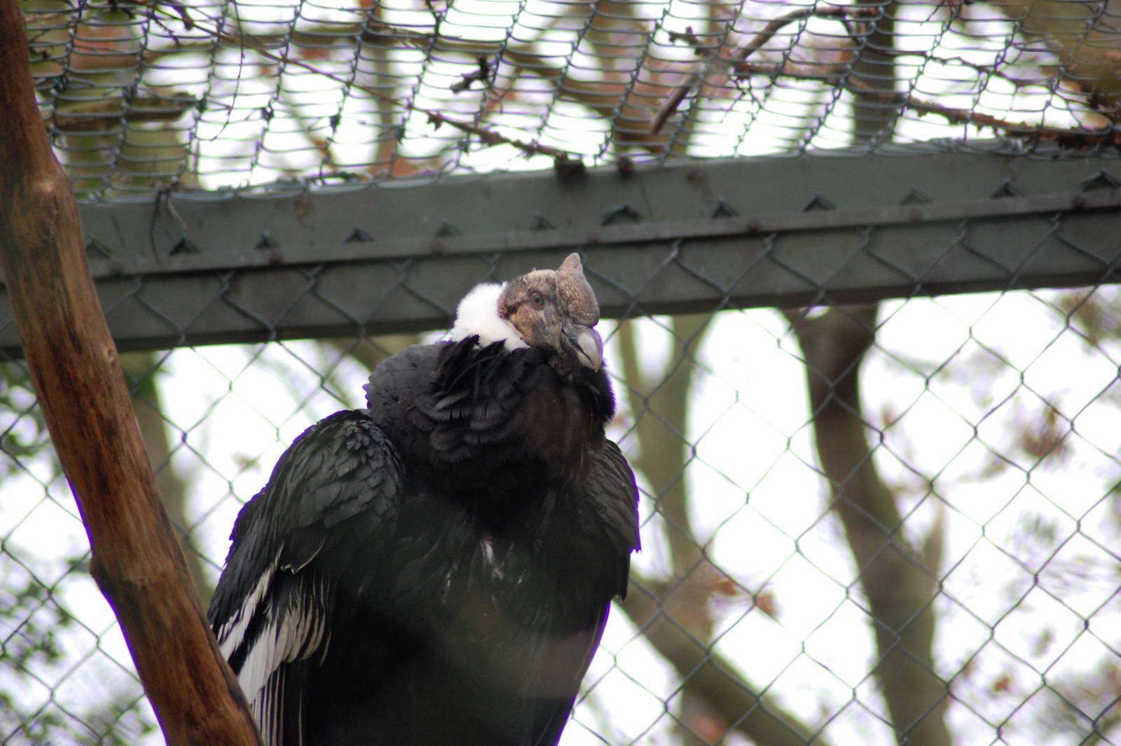 Andean Condor 08-01-2011
