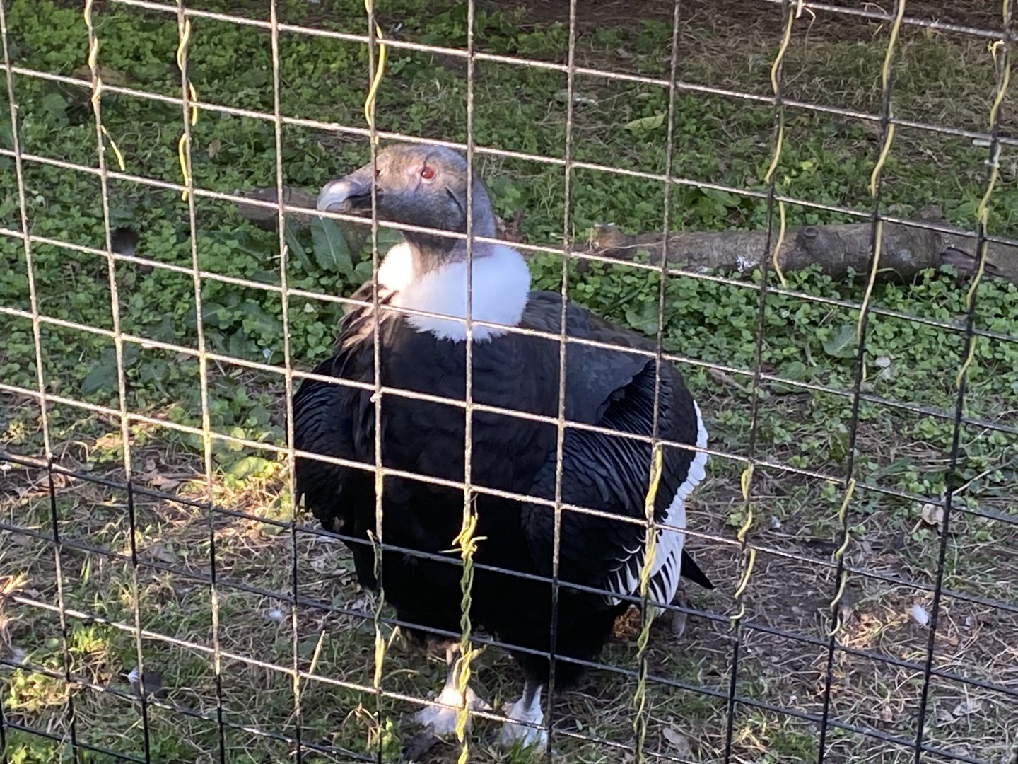 Andean condor 190325