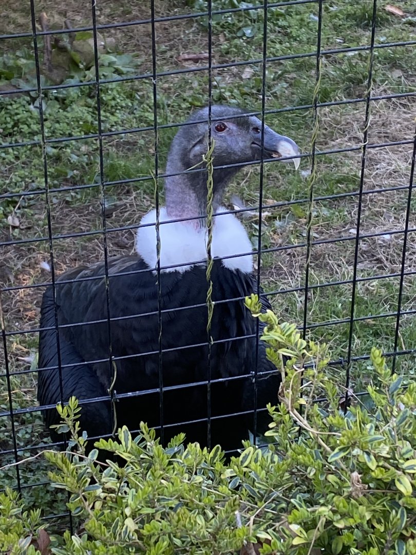 Andean condor 190325